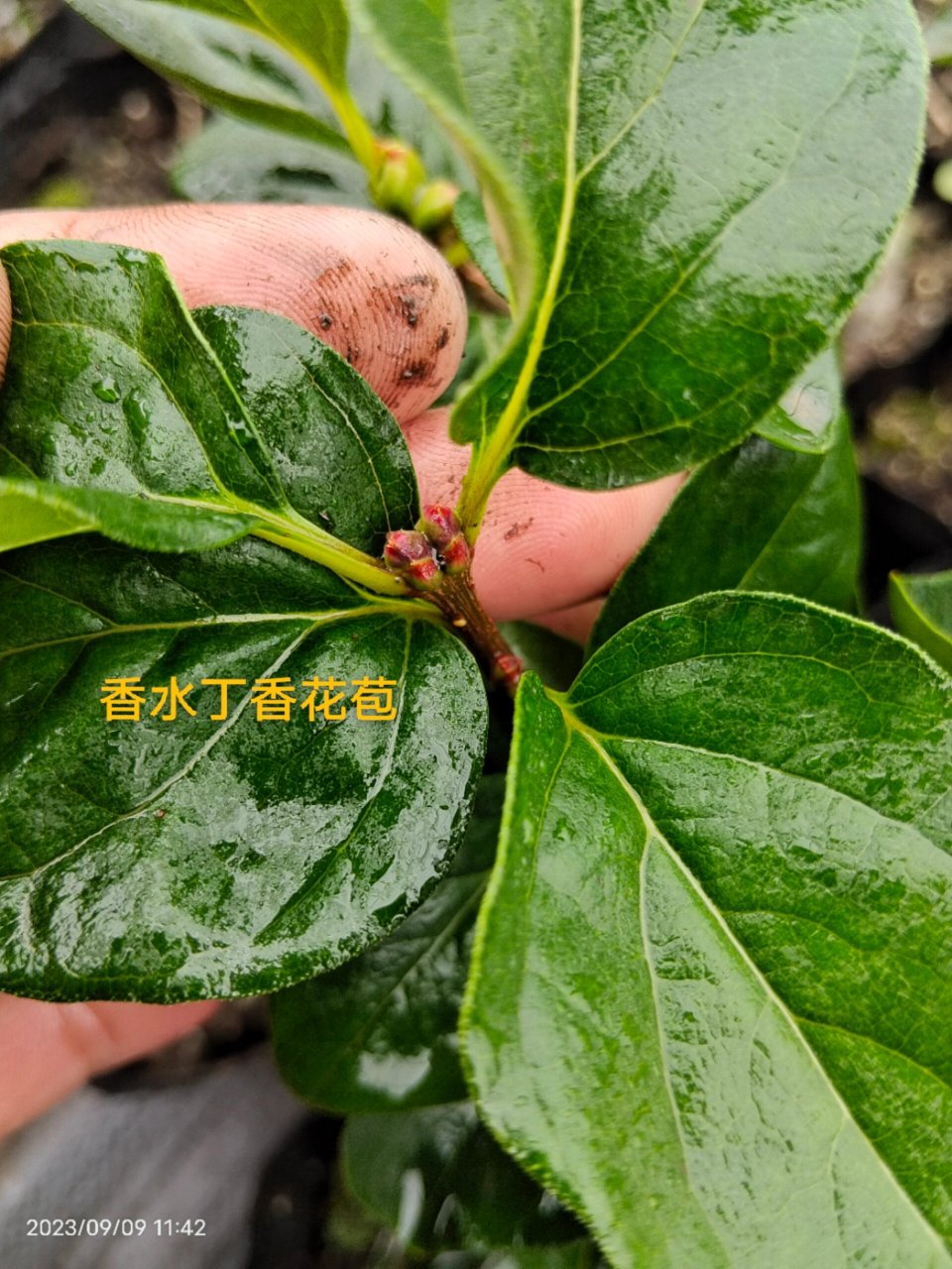 香水丁香是引进比较早的国外丁香品种.