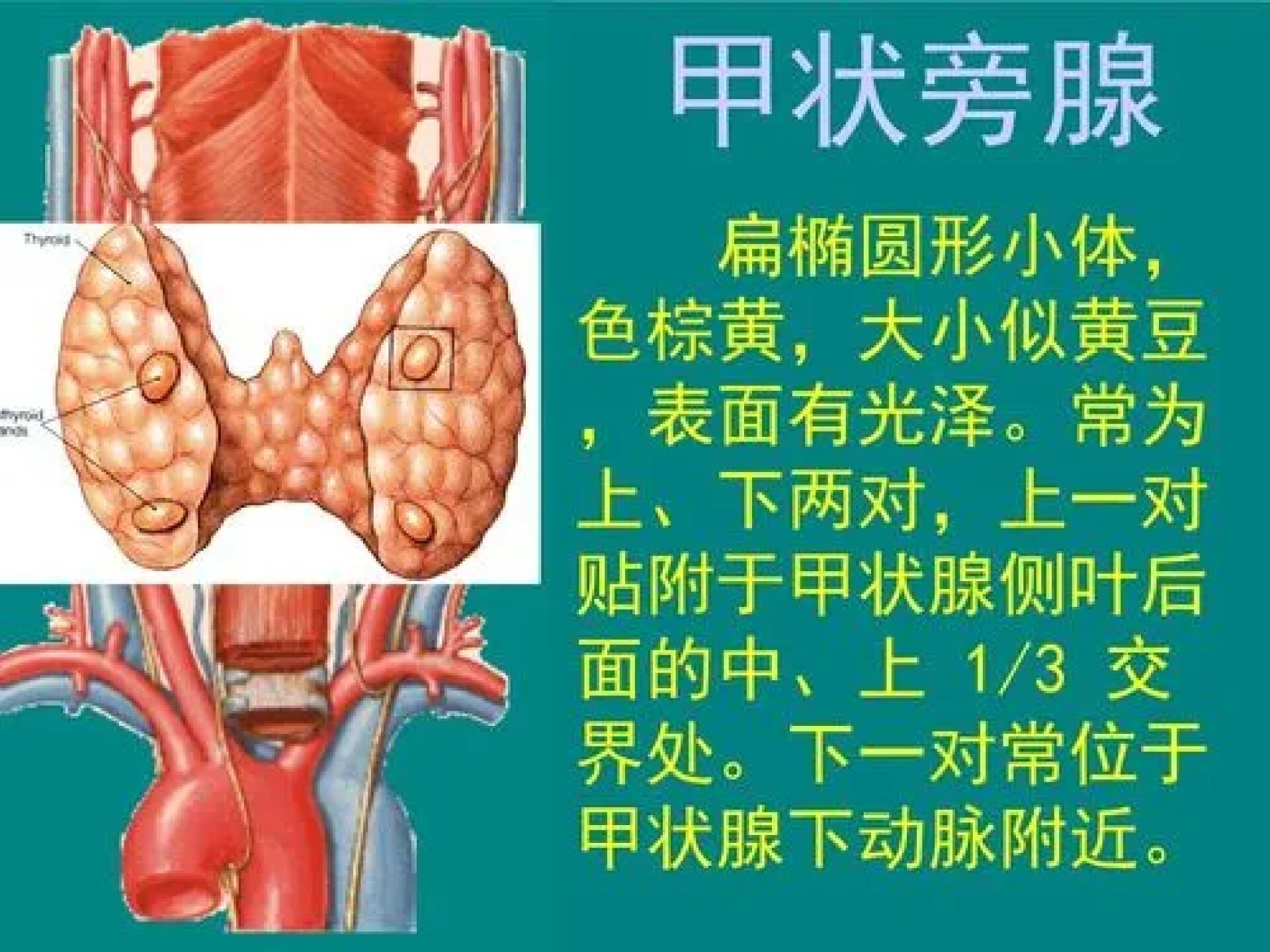 甲状旁腺解剖位置图片图片