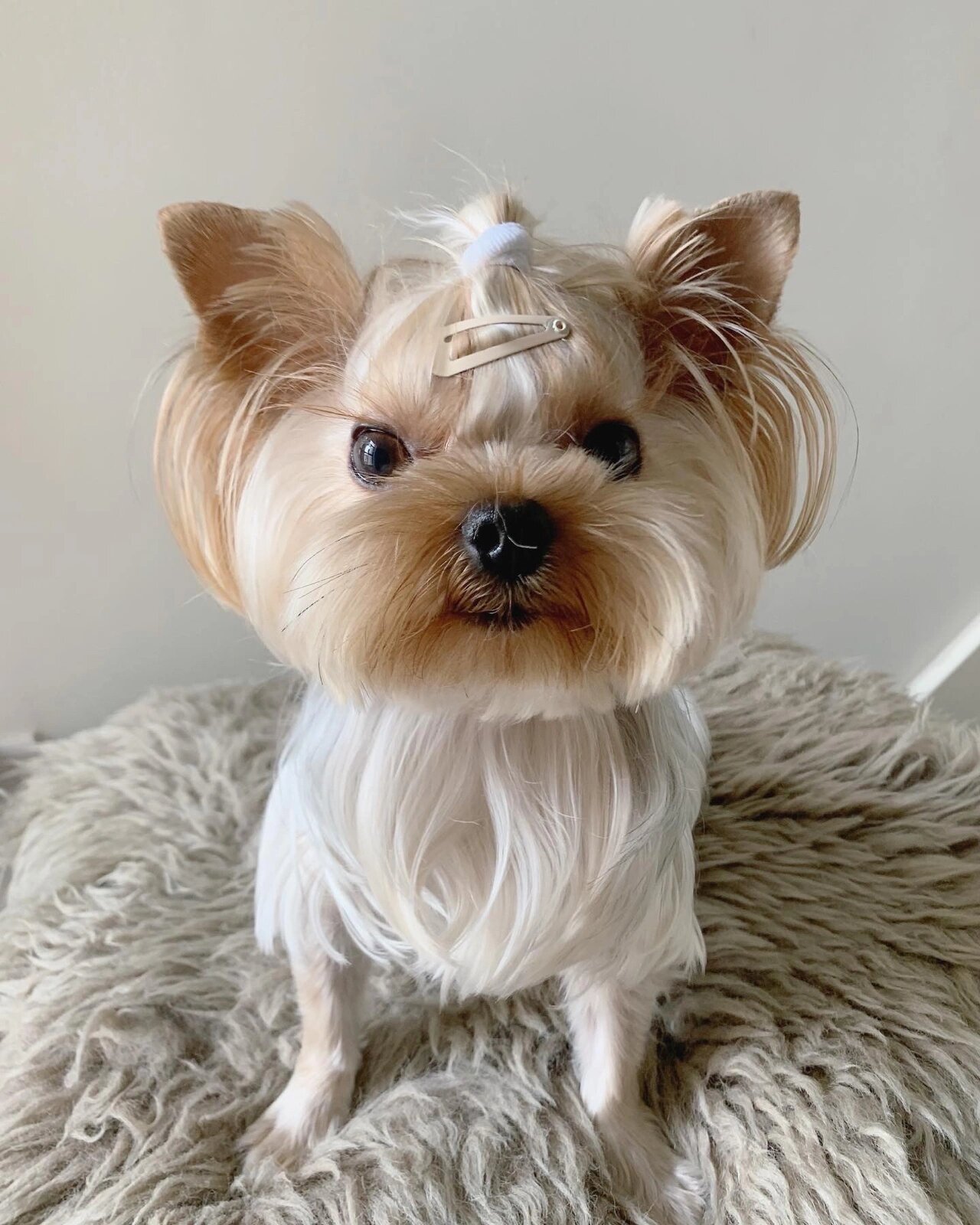 八子分享|约克夏美容08八子脸部修剪图解