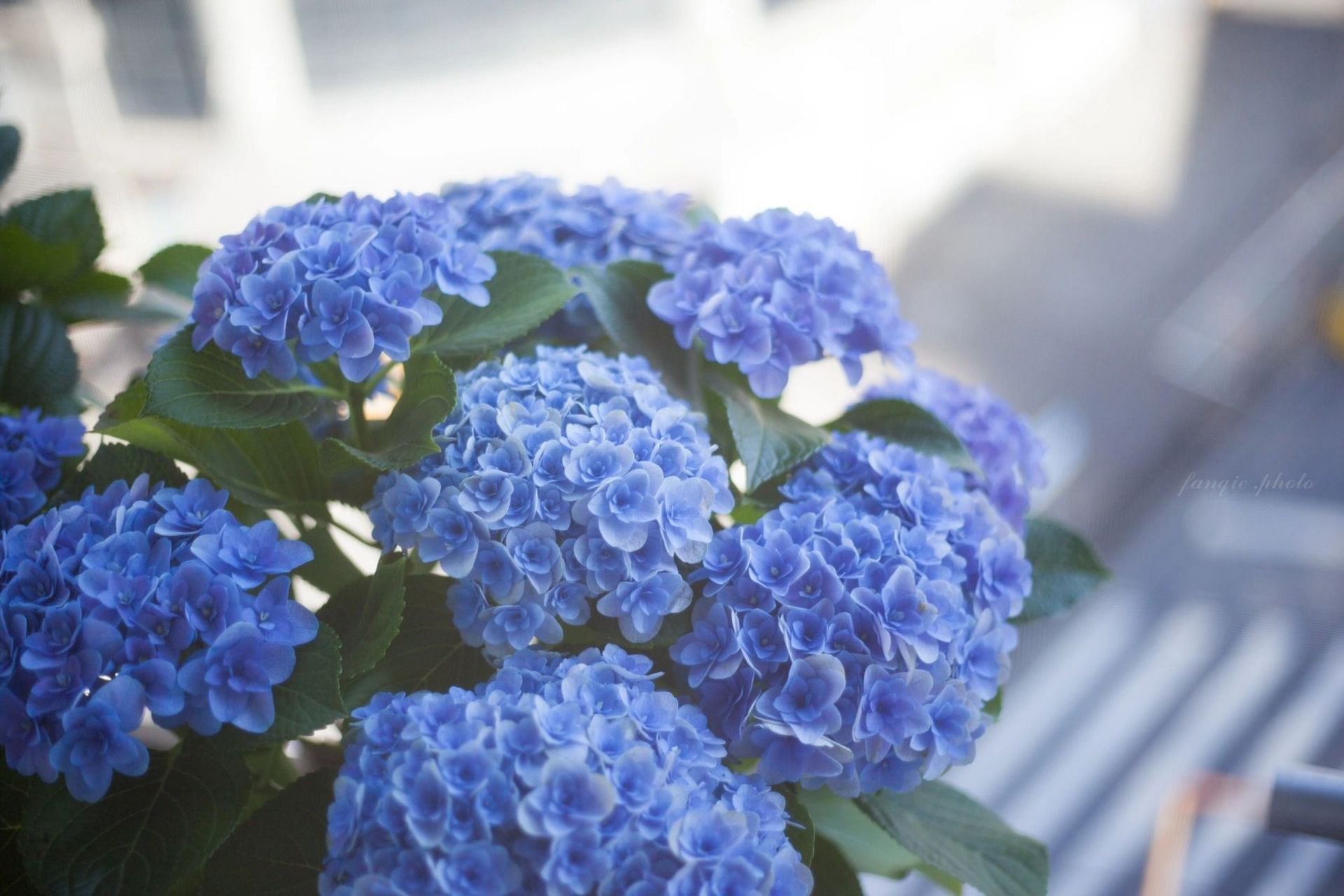 绣球花-佛罗伦蒂娜 蒂娜买回来大半个月了,上次拍照的时候还是半个月