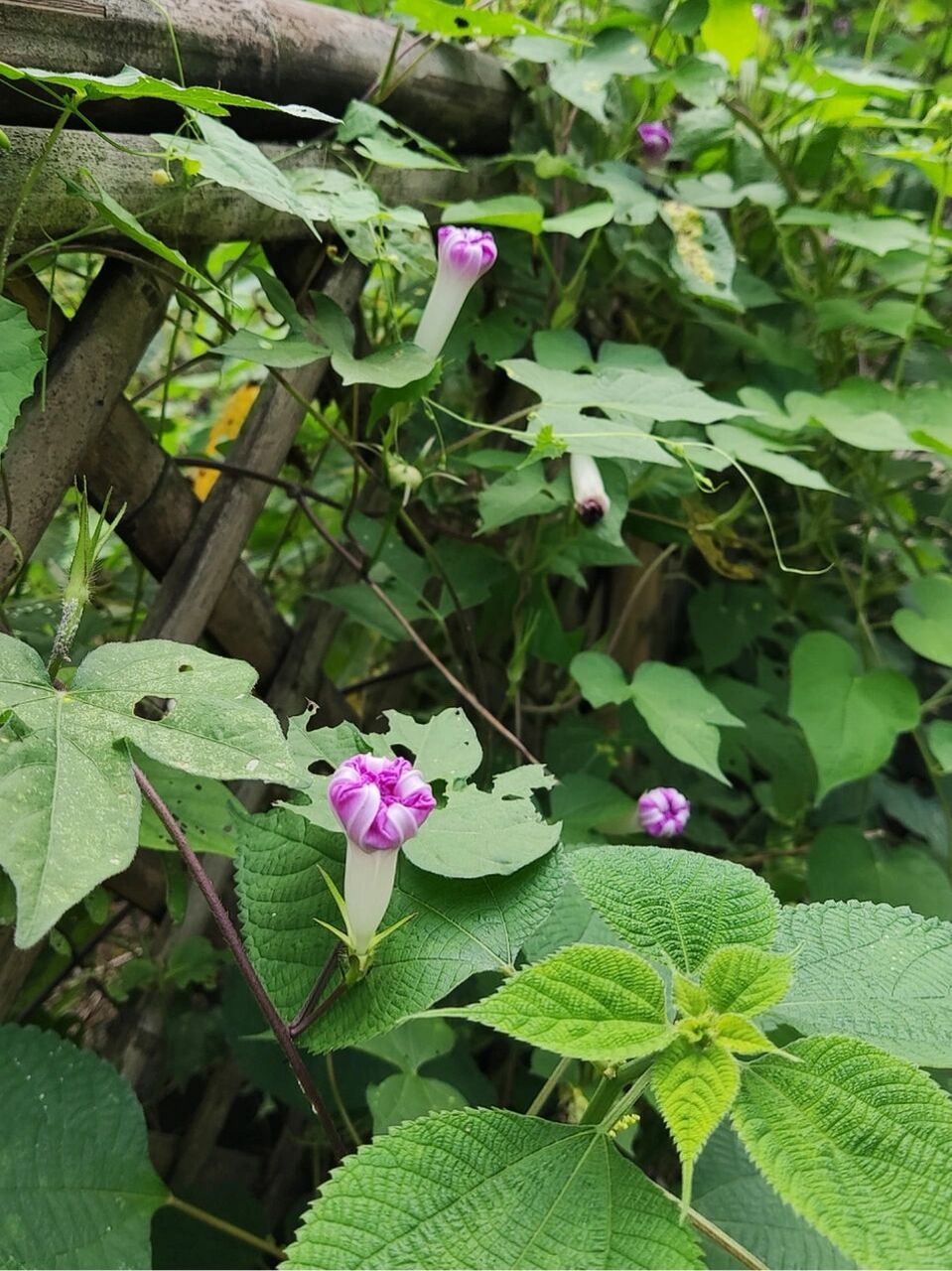 牵牛花花苞像什么图片