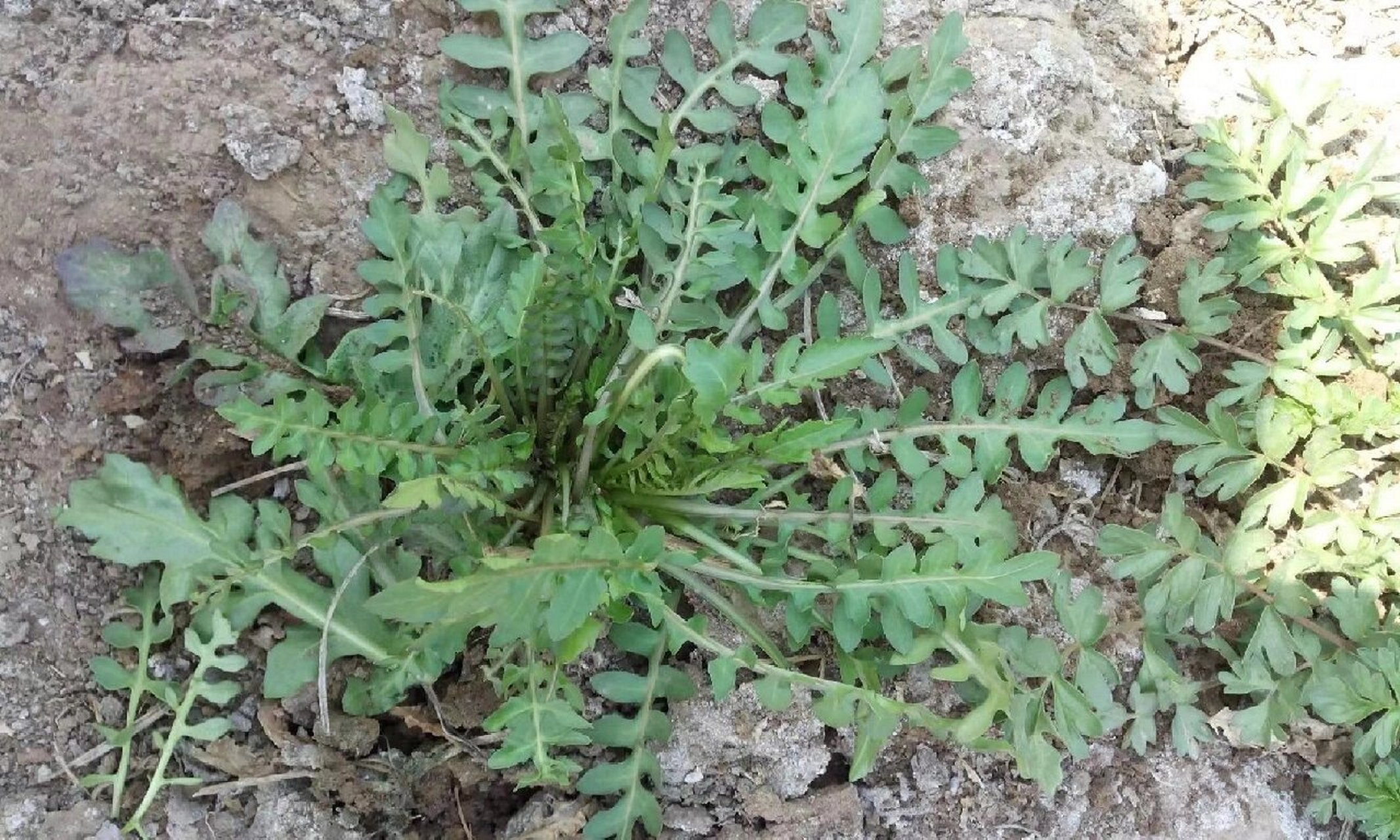 荠菜草图片