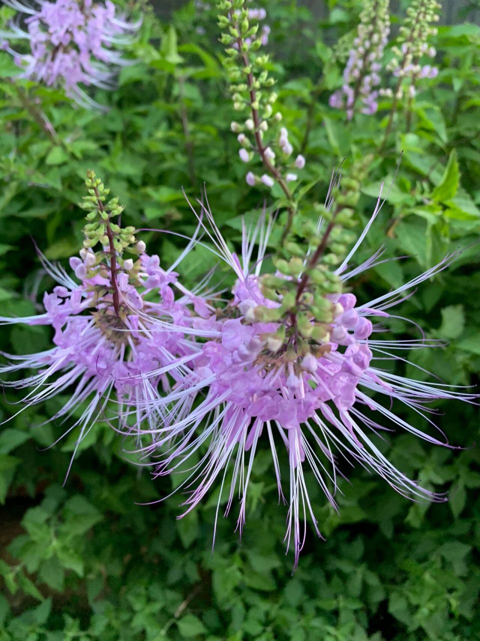 猫须草 原来是一种药材,利尿,排毒,洗肾,消炎的作用.