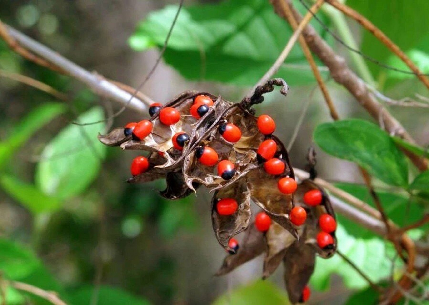 素心自然本草笔记之七十六(相思子) 相思子,别称红豆 一   形态特征