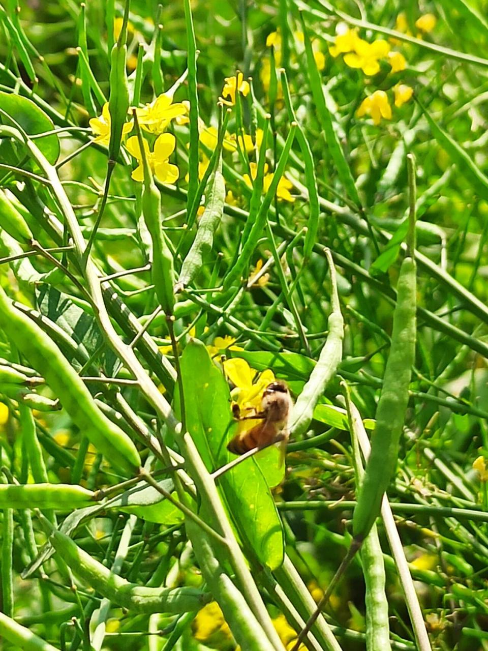 蔡甸消泗油菜花图片