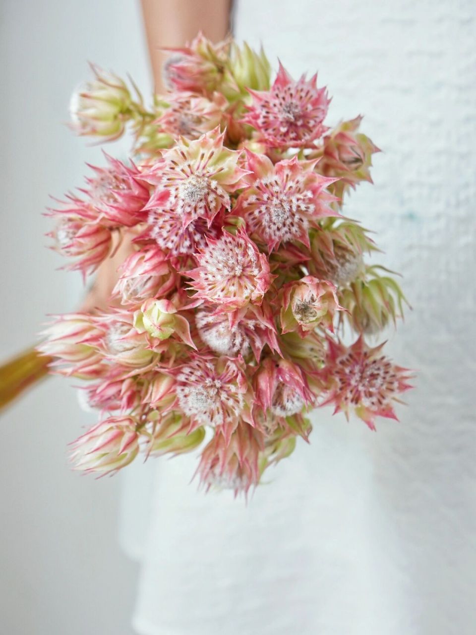 新娘花】|象征爱与自由的唯美花材 新娘花原产于南非,是山龙眼科植物