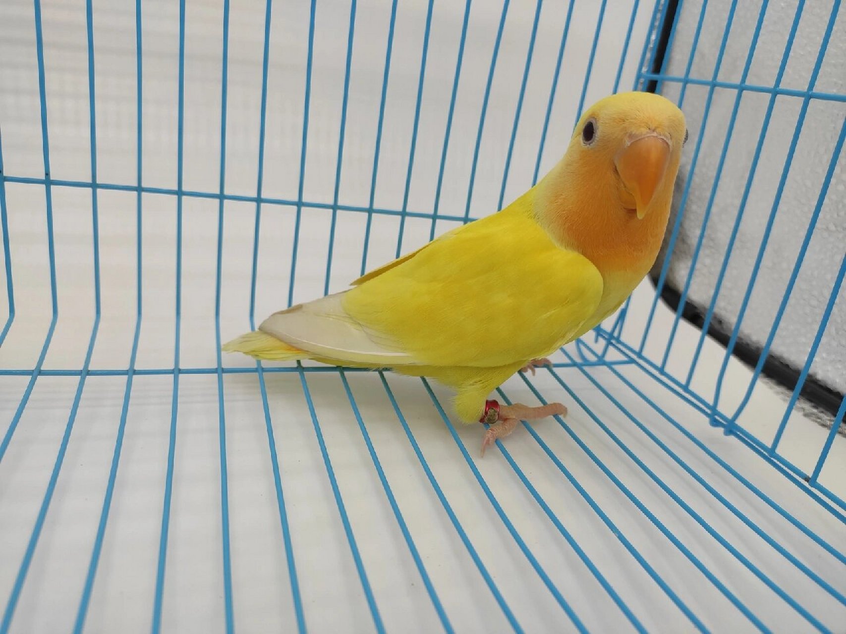 桃面牡丹鹦鹉品种-黄金面 今天介绍的是:黄金面 首先,我们来看下一种