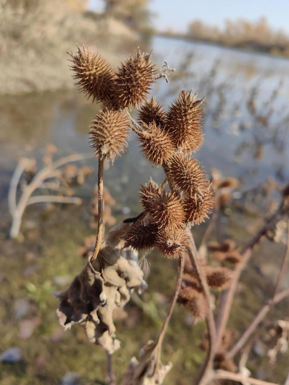 苍耳,菊科,苍耳属,一年生草本植物.