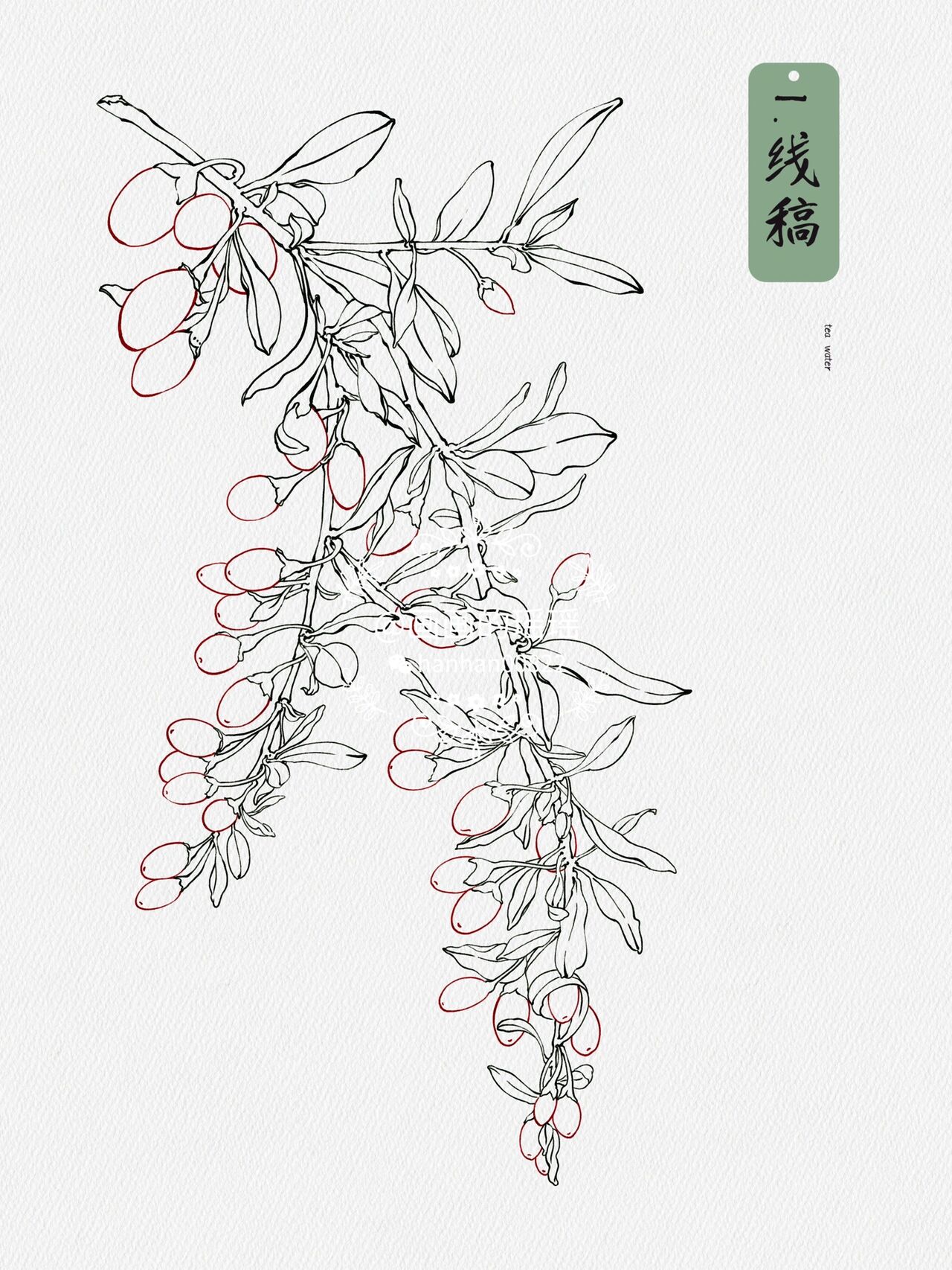 原创 | 中草药插画手绘-枸杞 附绘画过程 说实话,还会是喜欢枸杞配