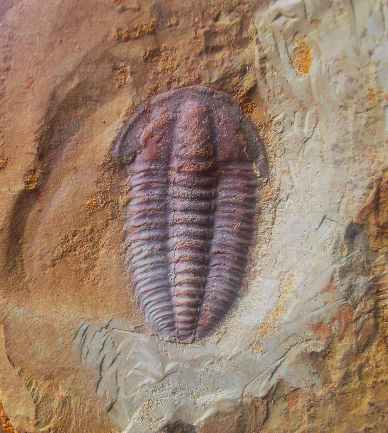 三叶虫化石:云南马龙头虫 云南马龙头虫 malongocephalus yunnanensis