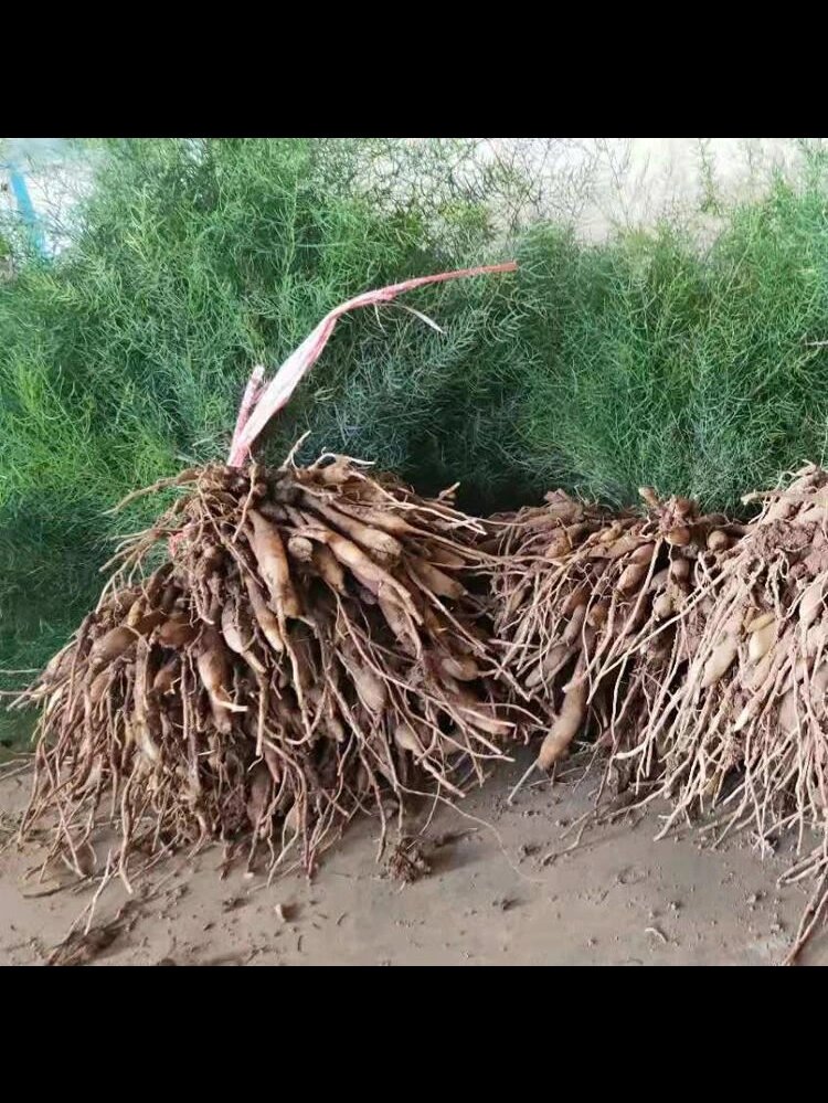 天门冬     别名:天冬 植物形态:块根肉质,长椭圆形或纺锤形,灰黄色.