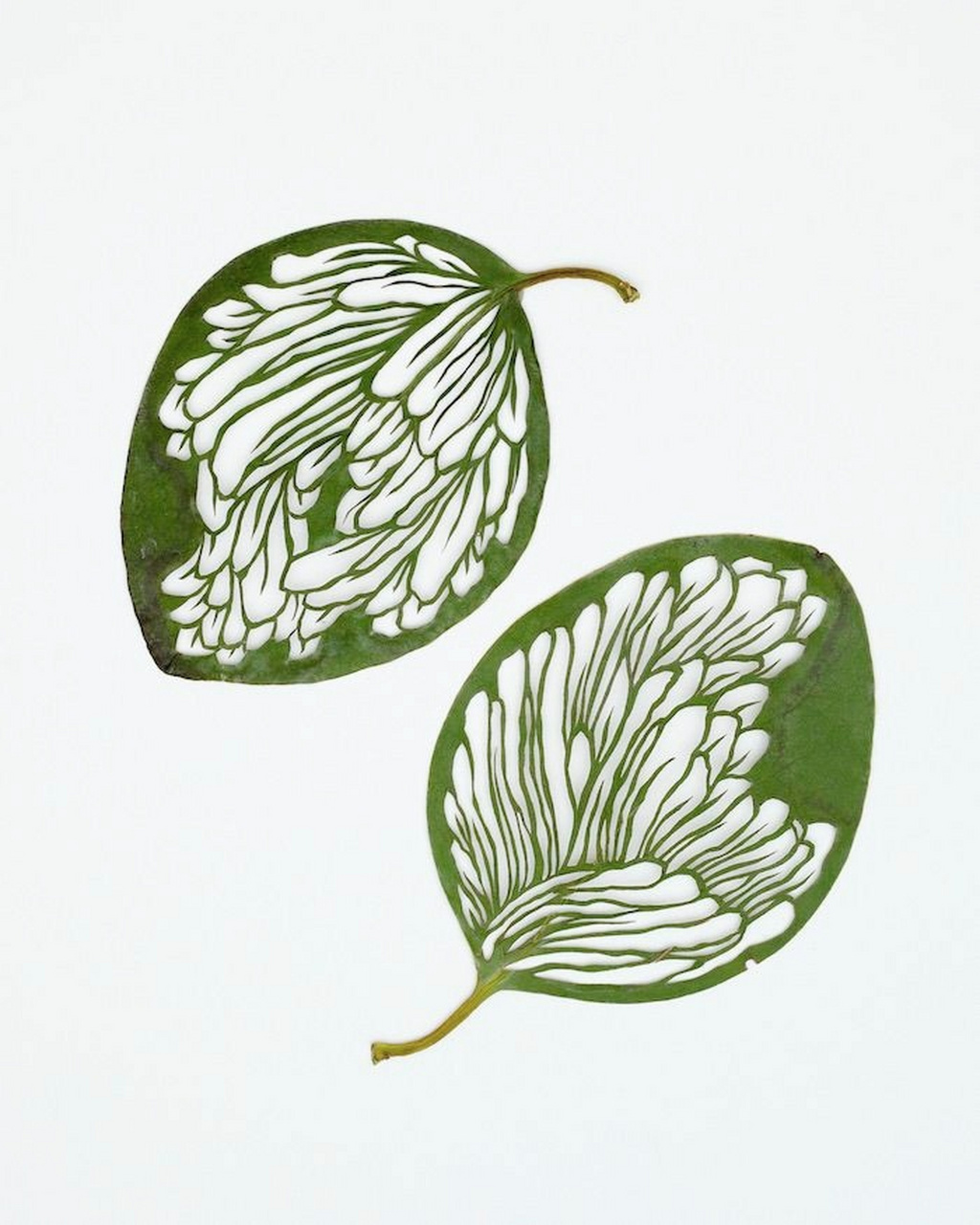 暑假没事在家刻叶子吧,随便浪费 #diy手工制作