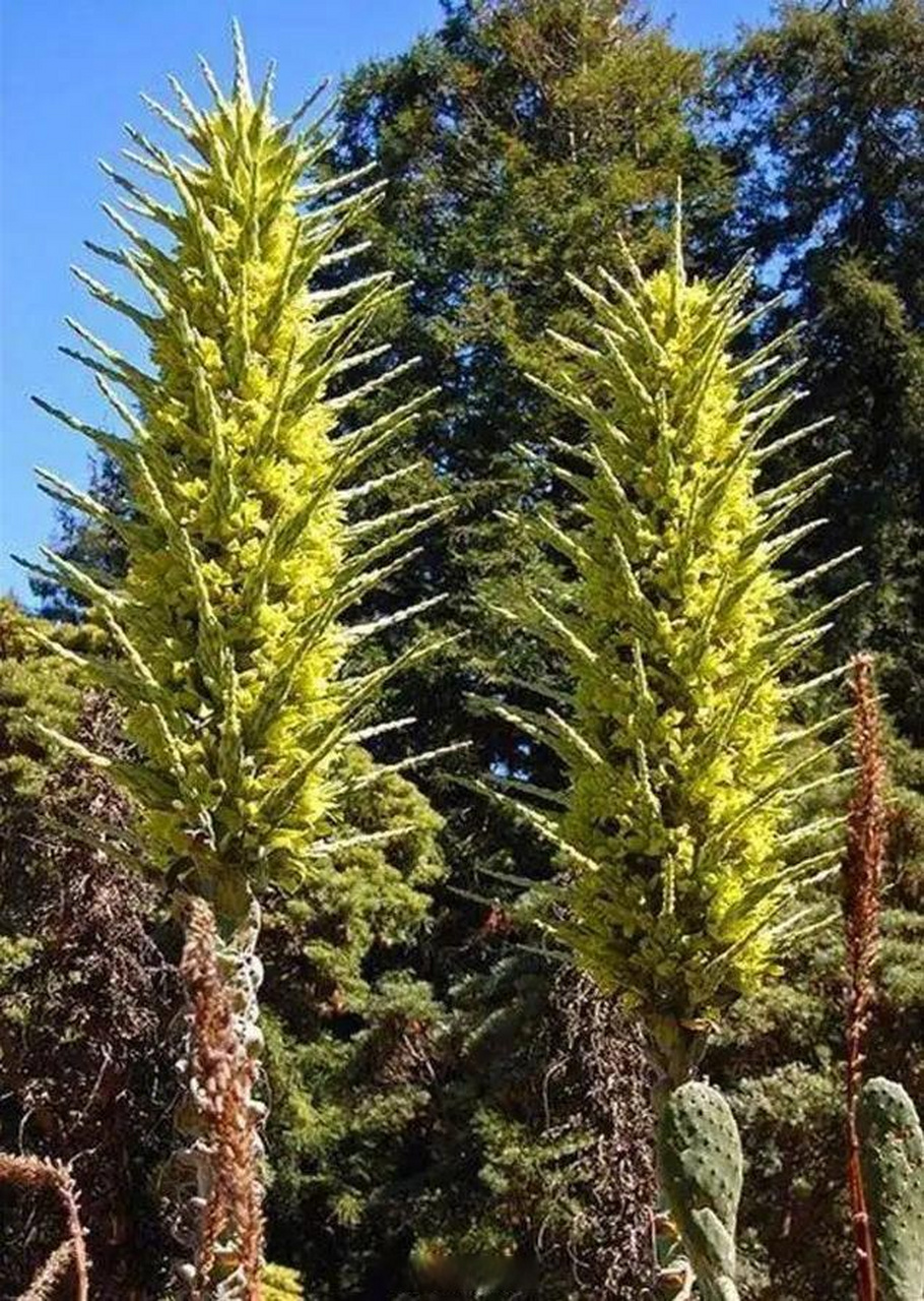 植物界的肉食者