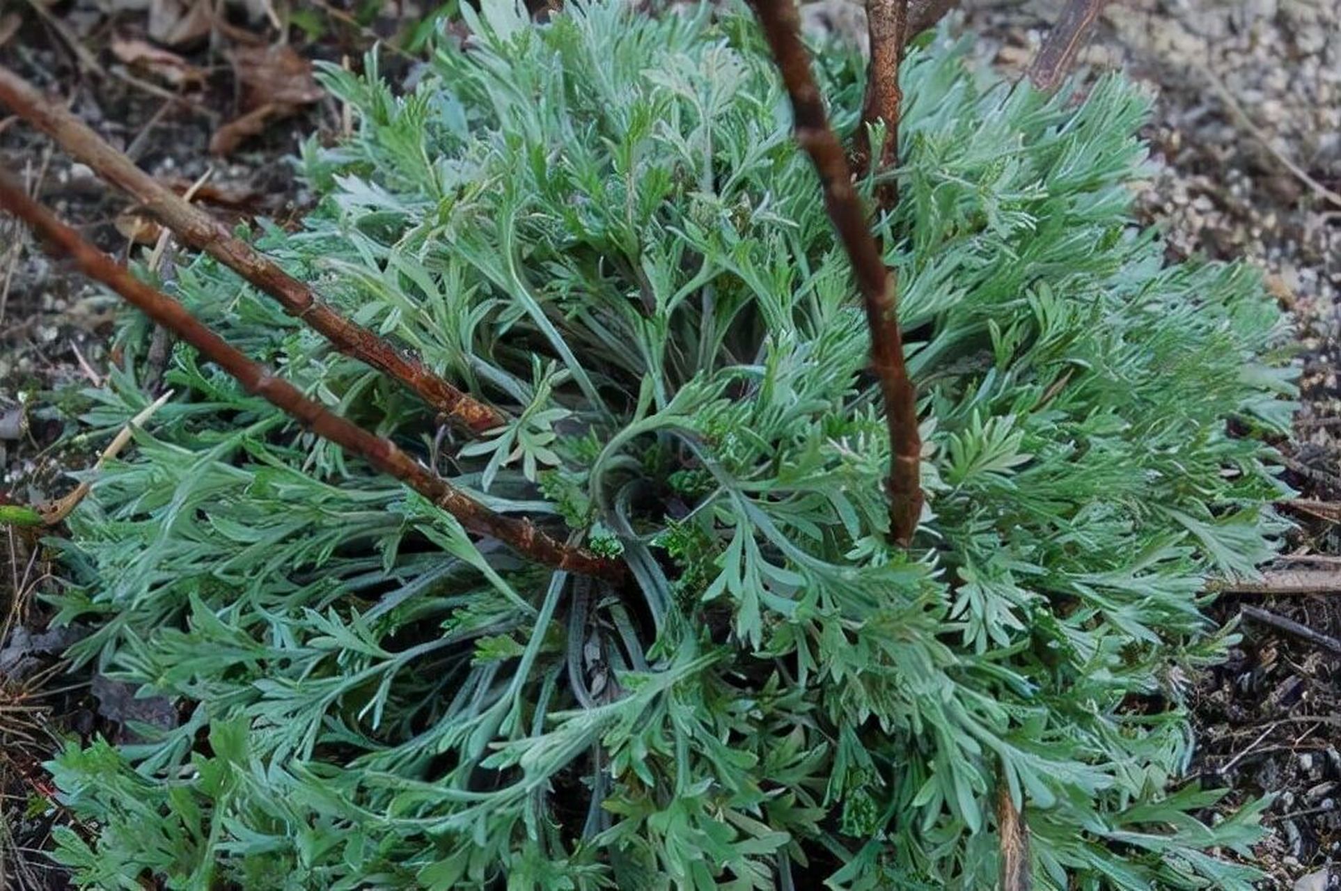 茵陈 菊科蒿属的半灌木状草本植物 茵陈蒿,菊科蒿属的半灌木状草本植