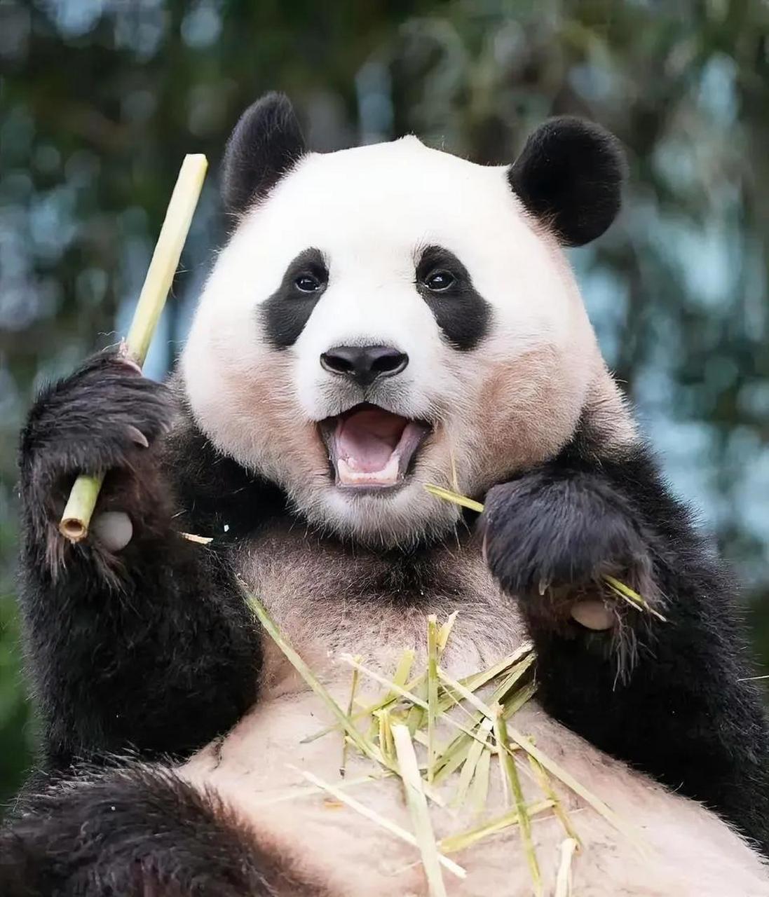 没想到大熊猫福宝的胆子这么大,竟然敢当着宋爷爷的面越狱,钻出院子,