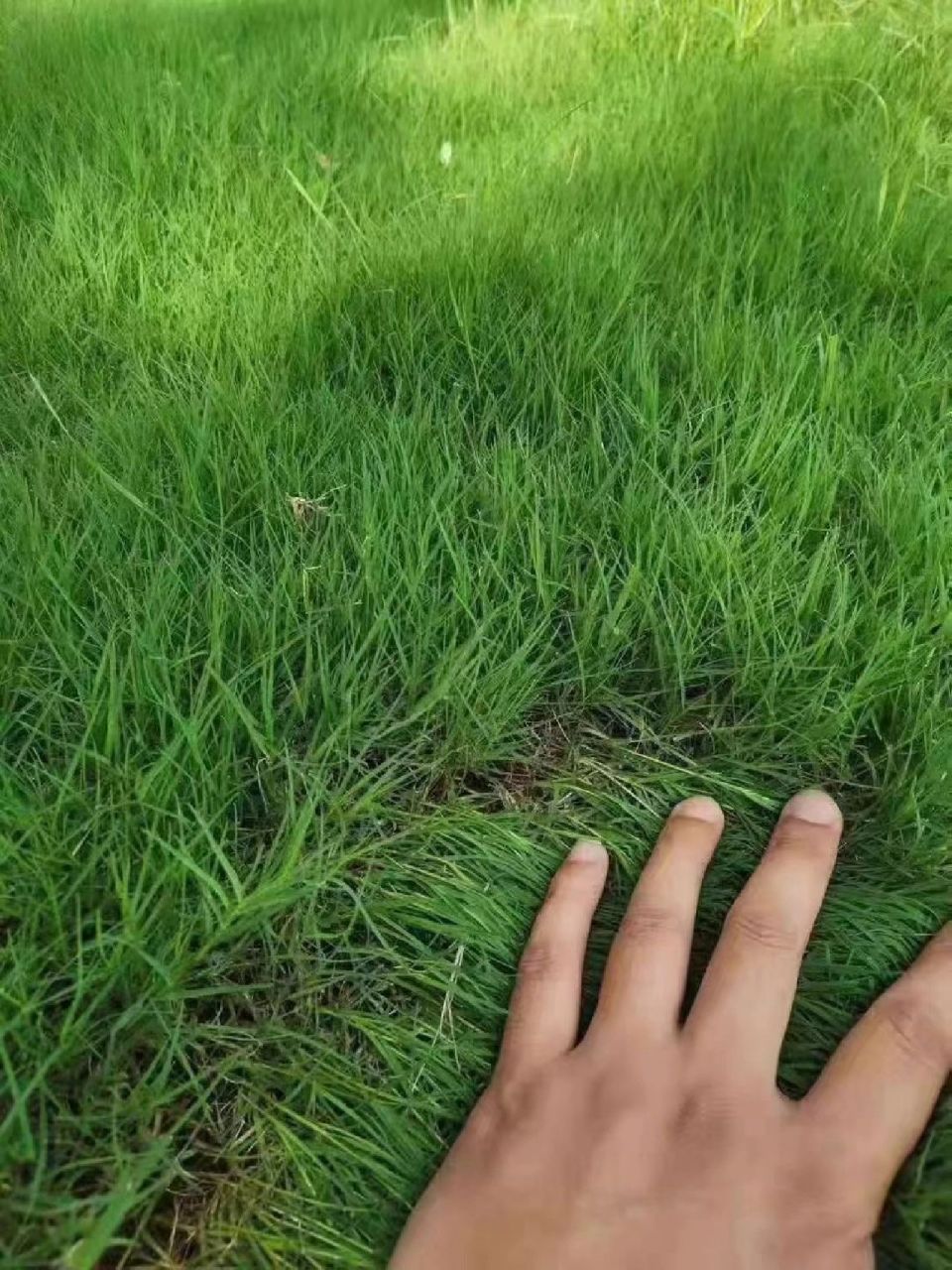 草坪草籽播种方法图片