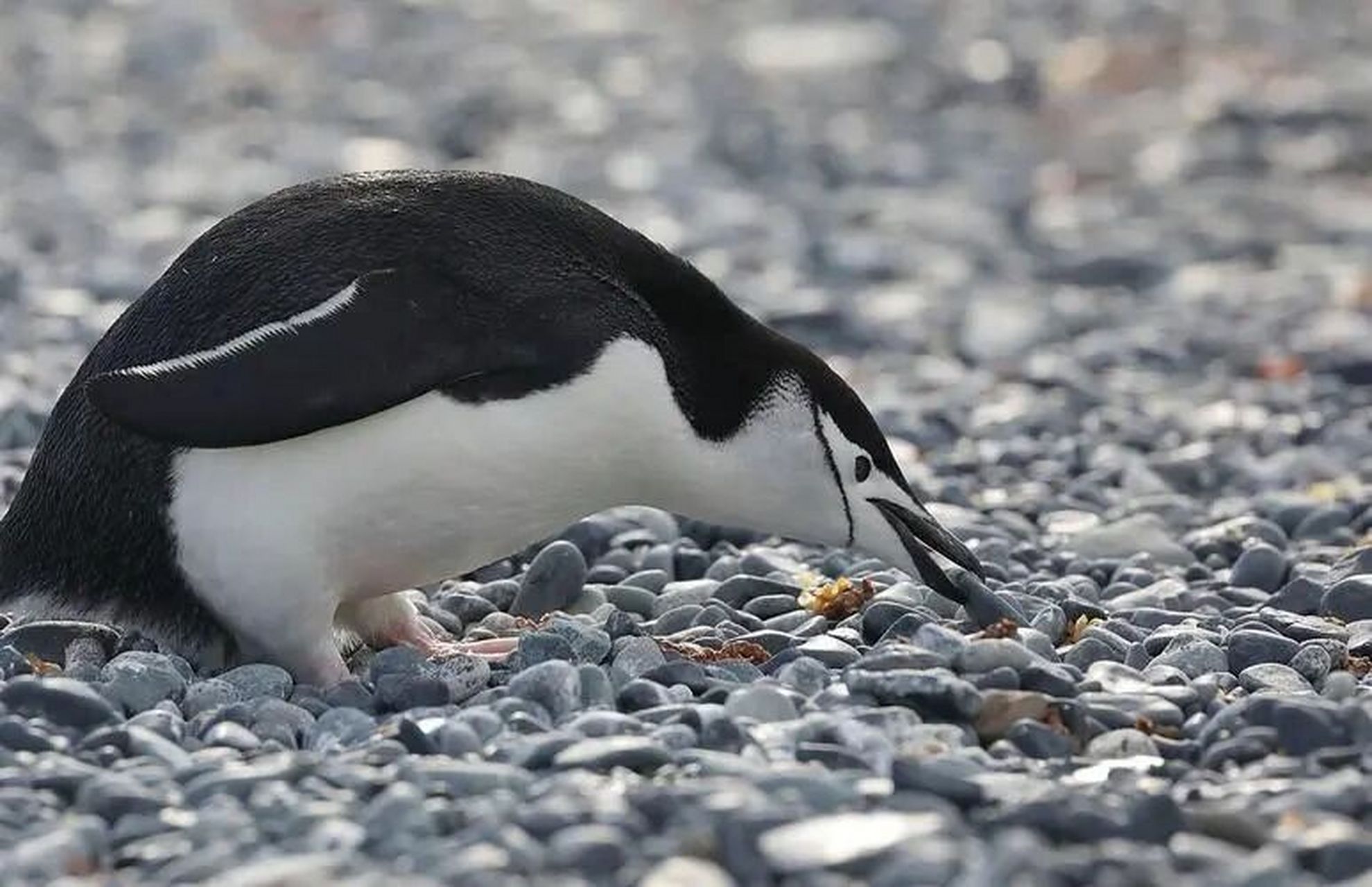 95形态特征:体型最大的物种是帝企鹅,平均约1.