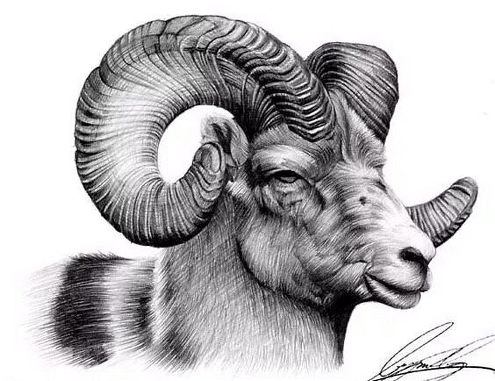 分享一组羊头素描 [微笑]