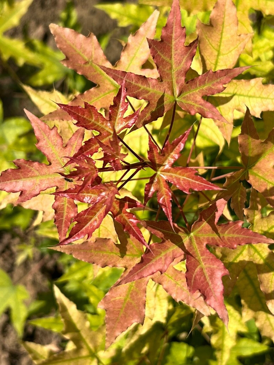 元宝枫～～五彩缤纷 元宝枫～～北方的著名的秋色叶观赏树种,地位无可