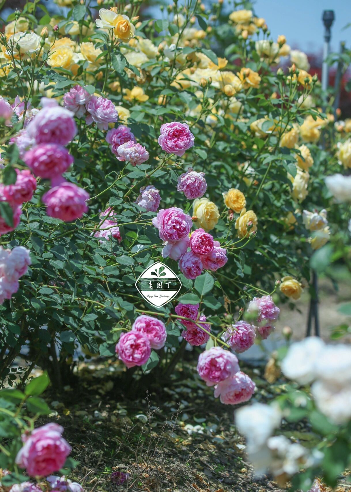 奥斯汀月季1661596615:费尔·柴尔德先生 菲尔先生 the