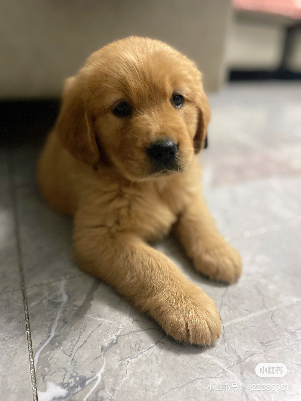 金毛的日常 幼犬 金毛