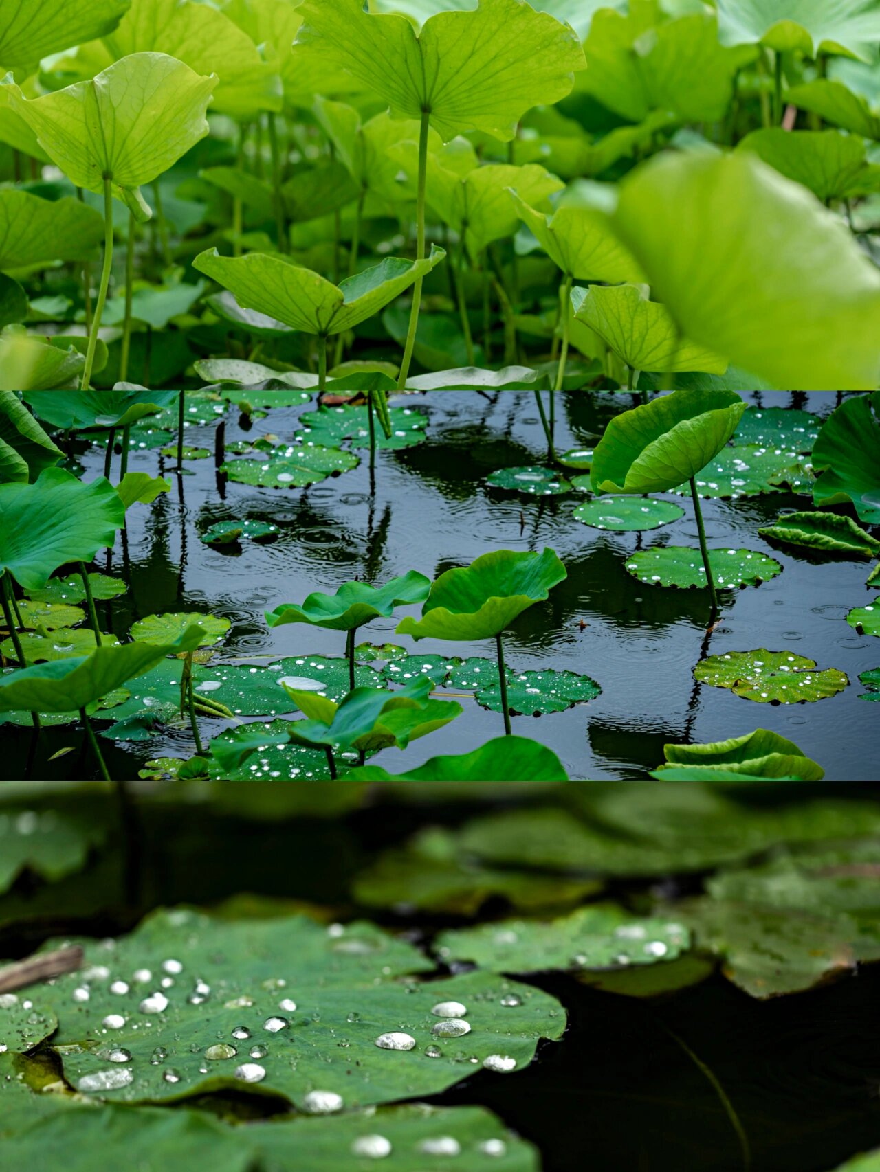 雨中荷叶图片图片