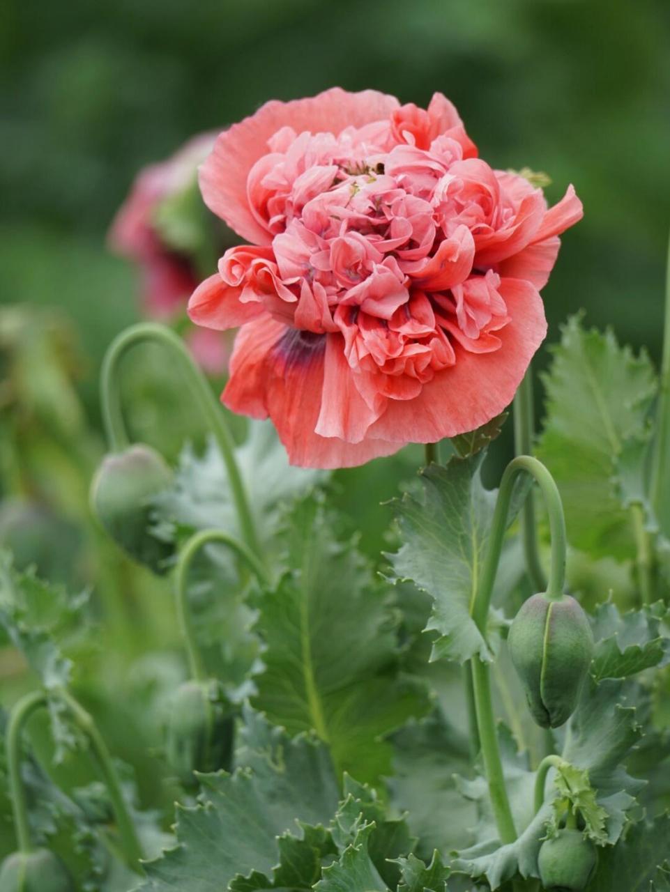 罂粟花拍摄于2022.05.07北京国家植物园南园