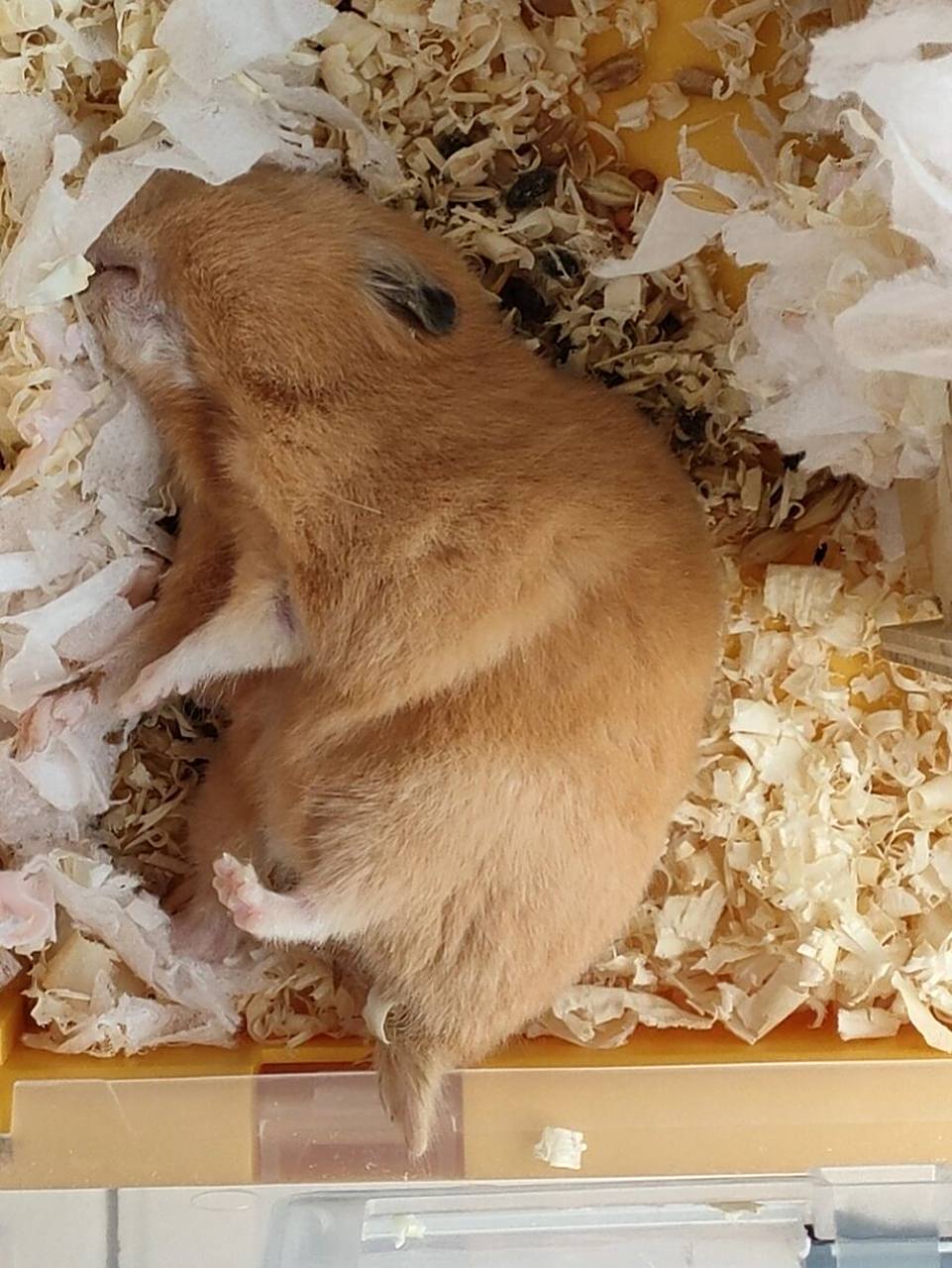 仓鼠假死还是真死,怎么分辨 今天早上突然它就这样了,感觉还有点呼吸