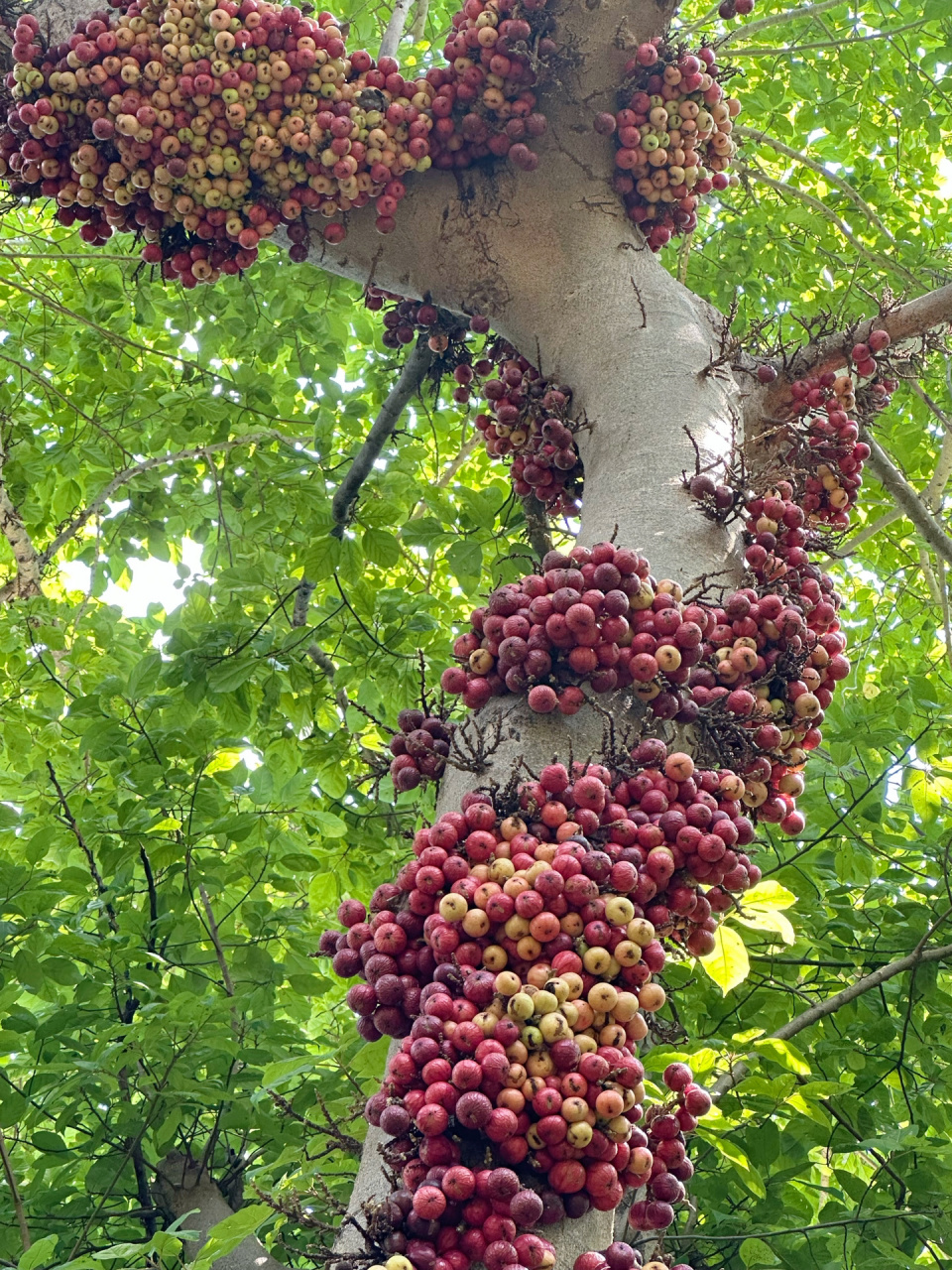 49天从满树果到满树果,大叶榕惊人的产量 图一是1.