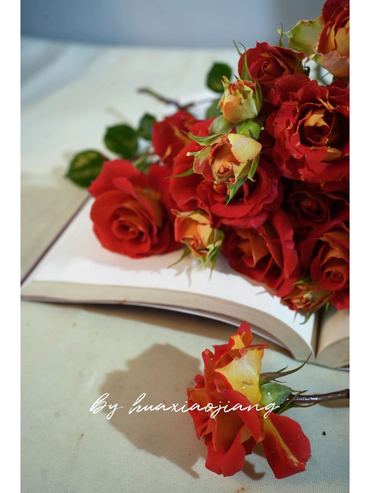 带你每天认识一种月季第36天|双鱼座 双鱼座阳台,是一款人工培育的