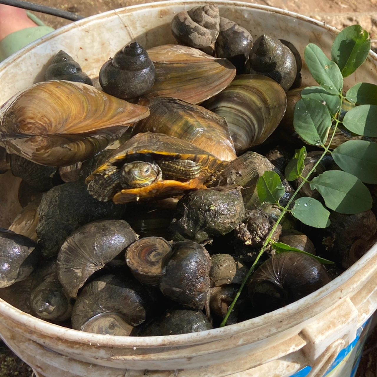 池塘里捞的大田螺 池塘里捞的大田螺 可以吃嘛