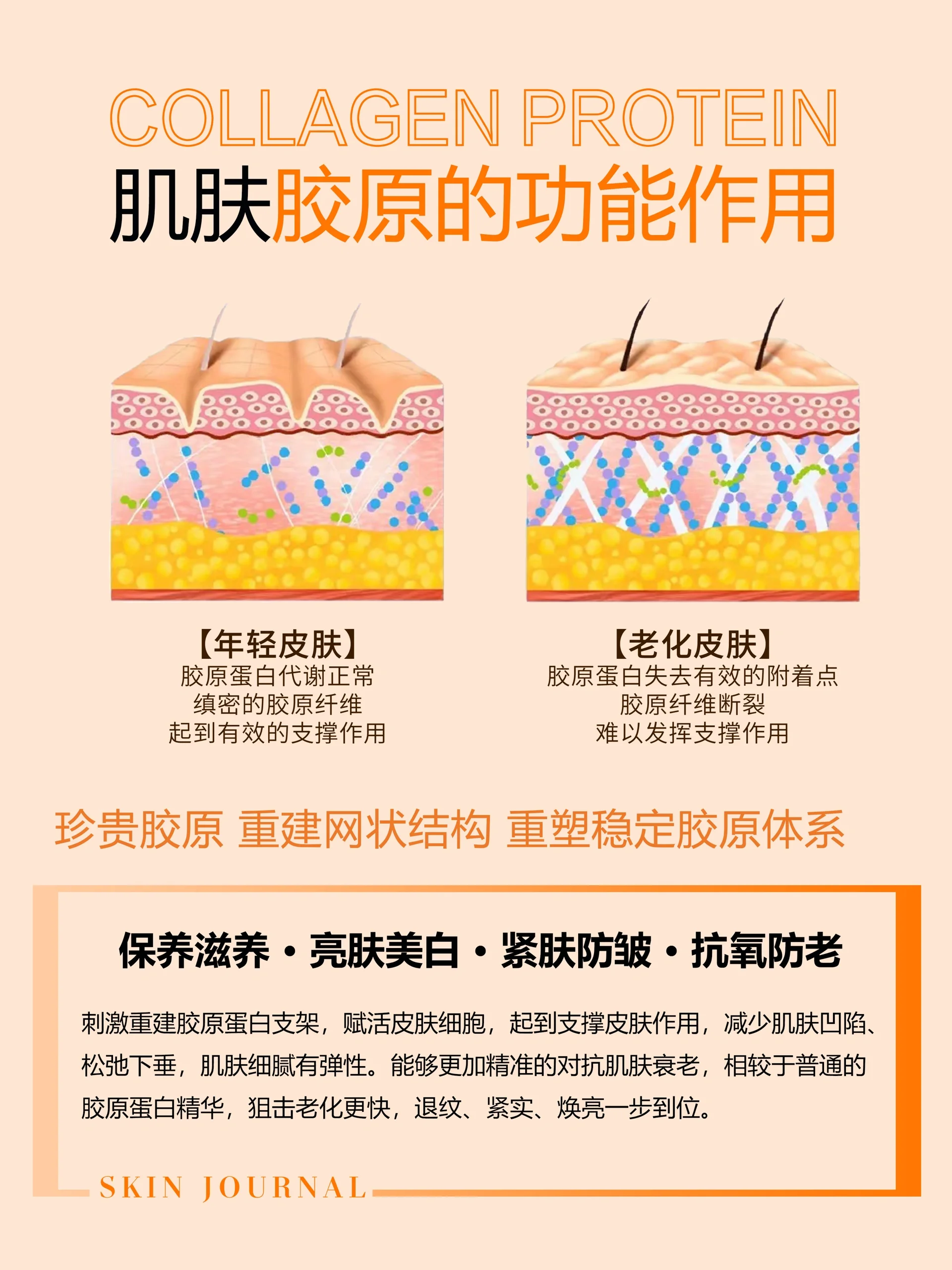 皮肤管理知识|胶原蛋白对皮肤的作用‼️ 衰老的真相就是胶原蛋白