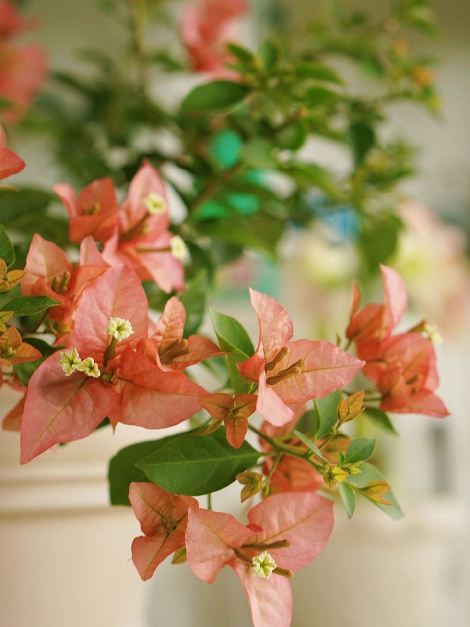 三角梅卡亚塔 买来第一次开花,复古色,个人觉得好养 渣图随便拍拍