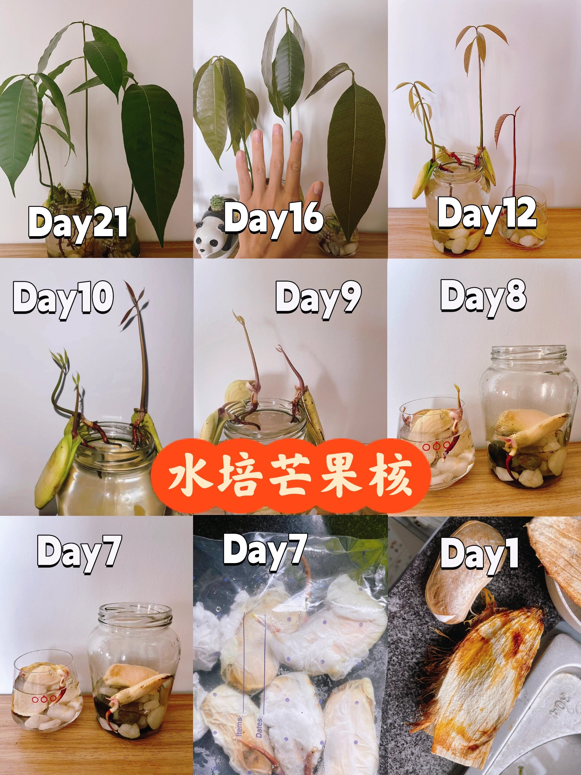 芒果核的21天,从无到有,比手掌都大