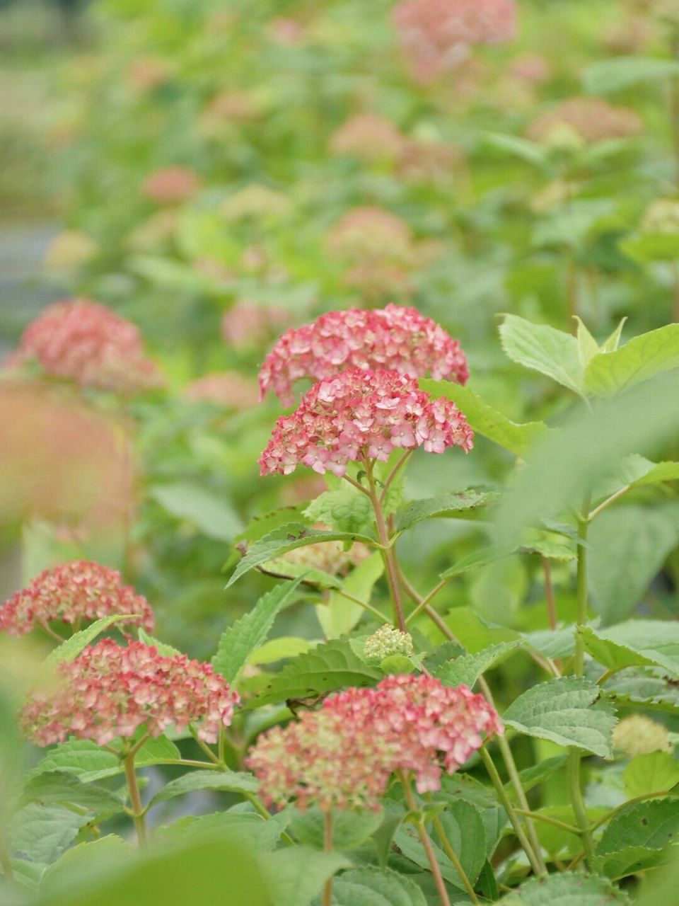 乔木绣球花期图片