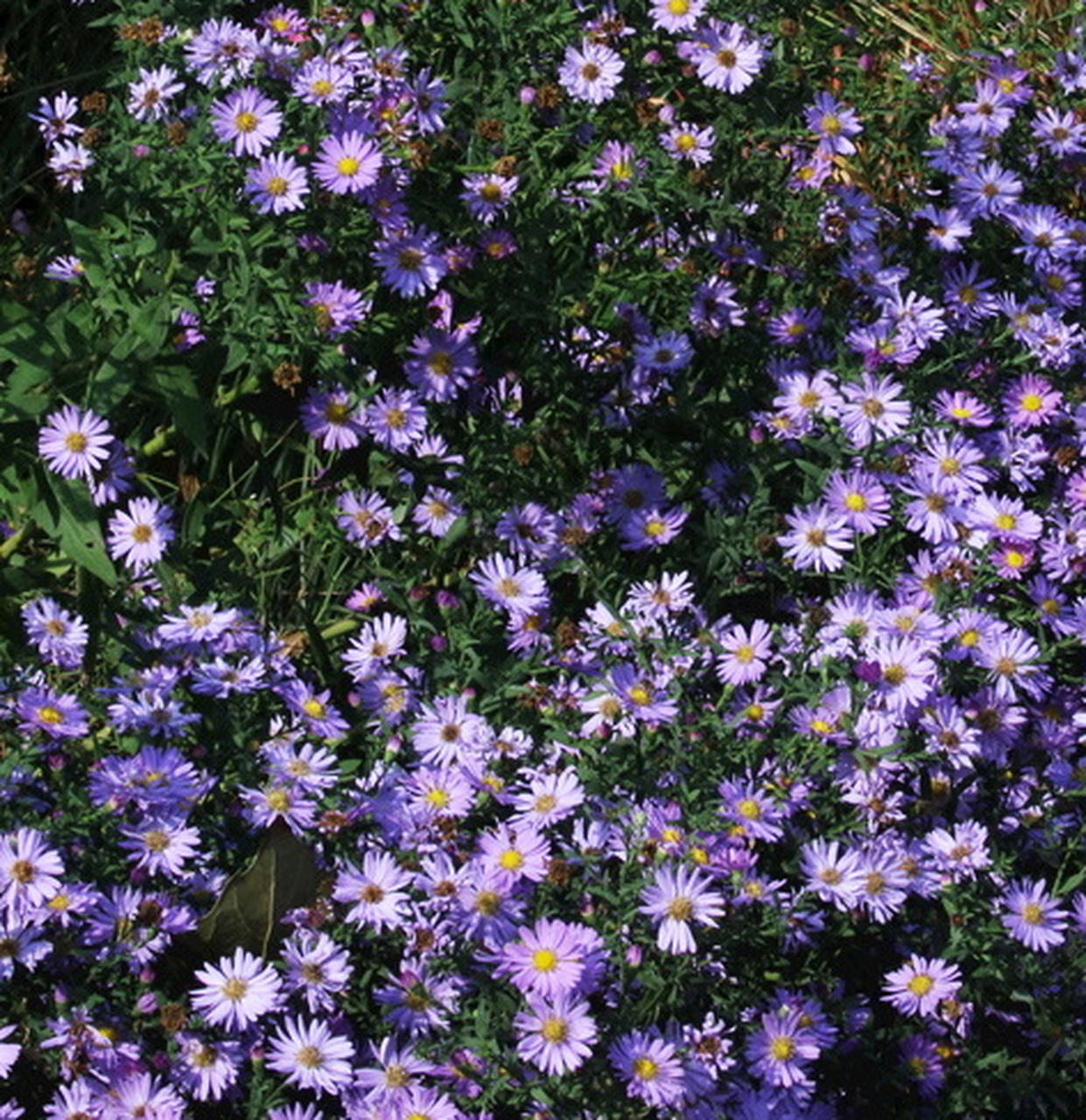 紫菀,又名返魂草,是一种路边常见的植物,植株墨绿油润,直挺.