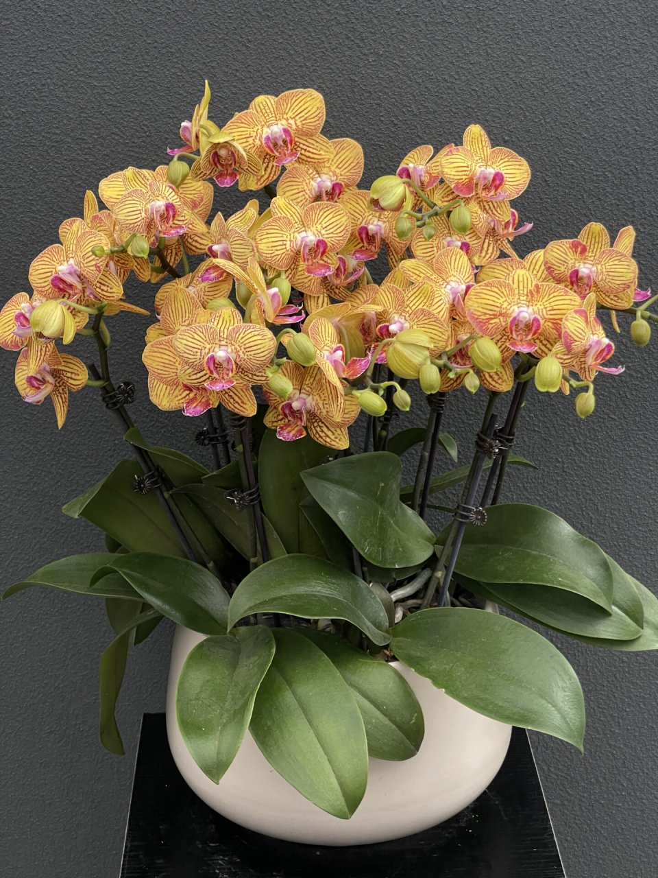 金丝雀蝴蝶兰08 一款香槟金色蝴蝶兰 送男士的合适款式 花期2月左右
