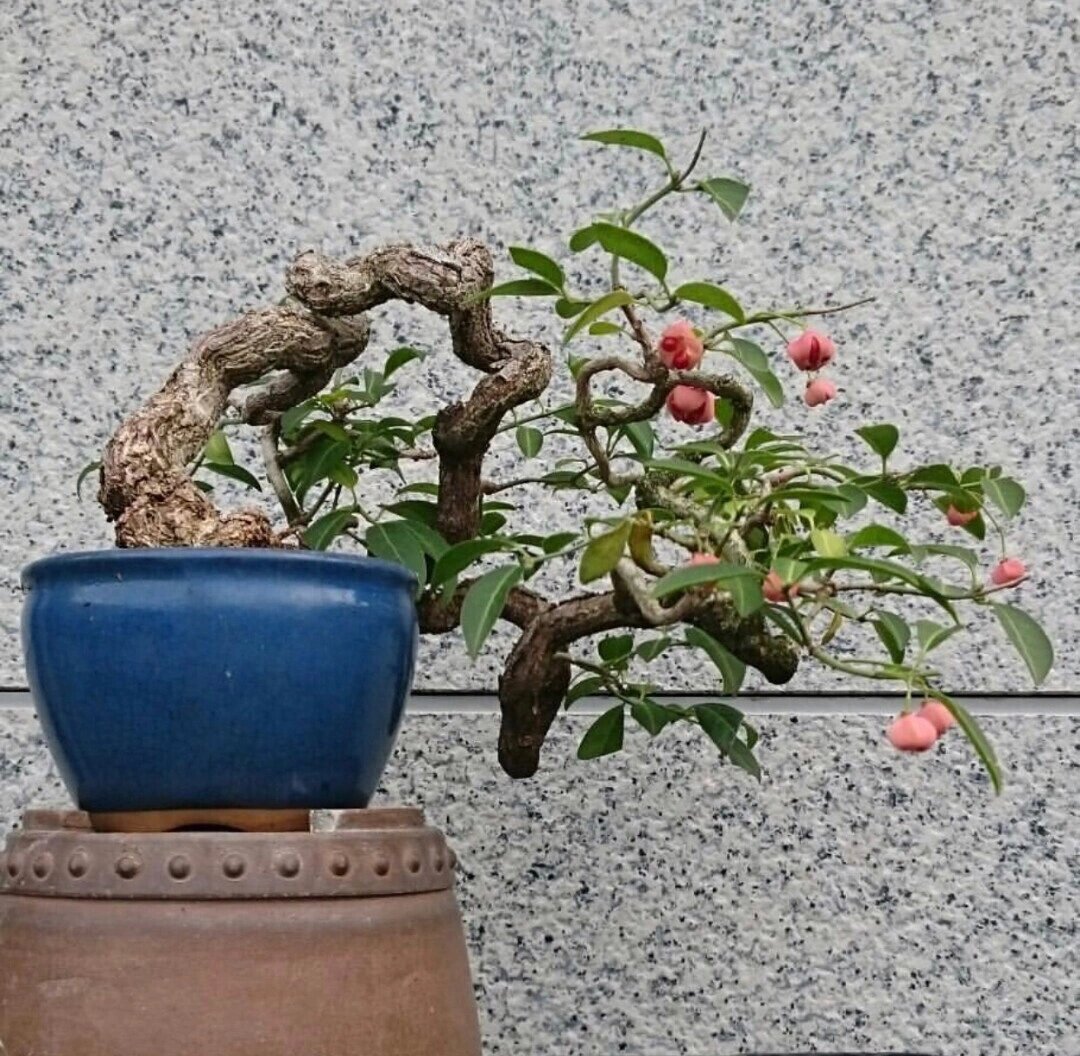 日本绯玉真弓卫矛