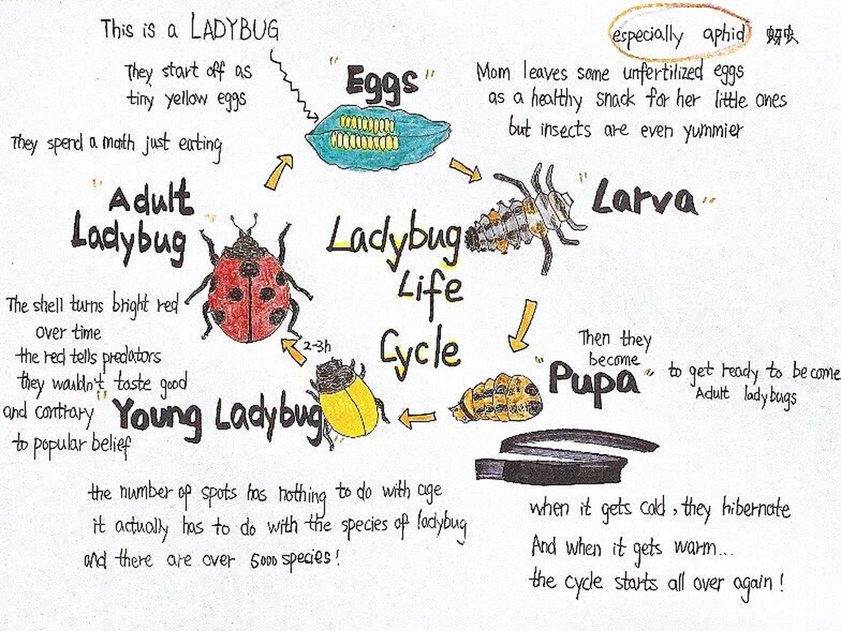 七星瓢虫成长周期 科普小知识 16615七星瓢虫四个不同的发育阶段