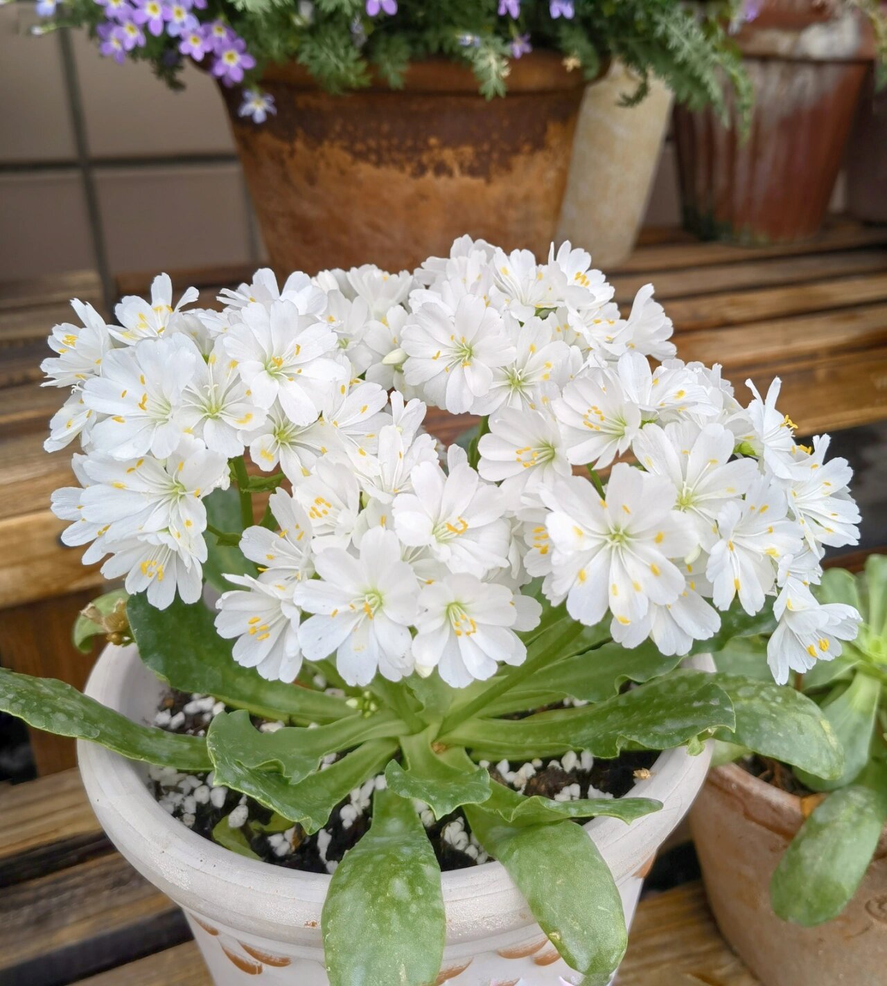 白色露薇花‖干干净净的白