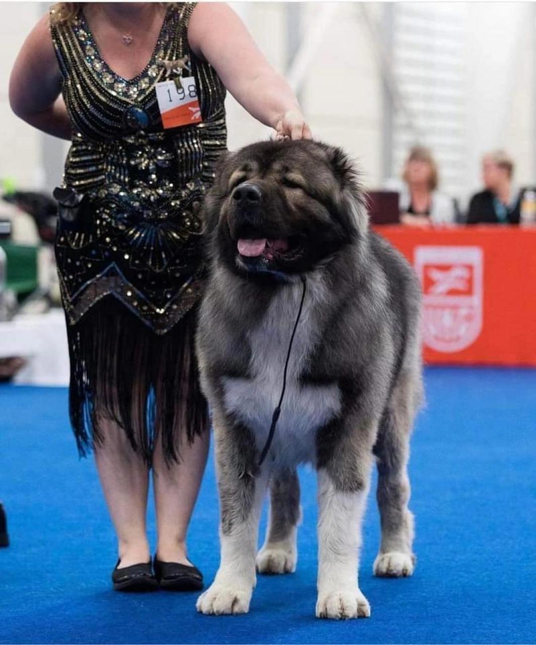 俄罗斯高加索犬 我喜欢的类型,不论公犬还是母犬,都拥有一个甜美的大