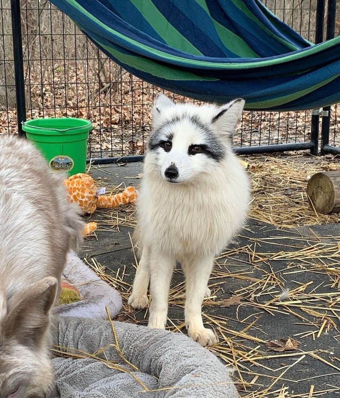 【熊猫狐】 熊猫狐(这个名字最早是国内"上海异宠"起的) 又叫大理石狐