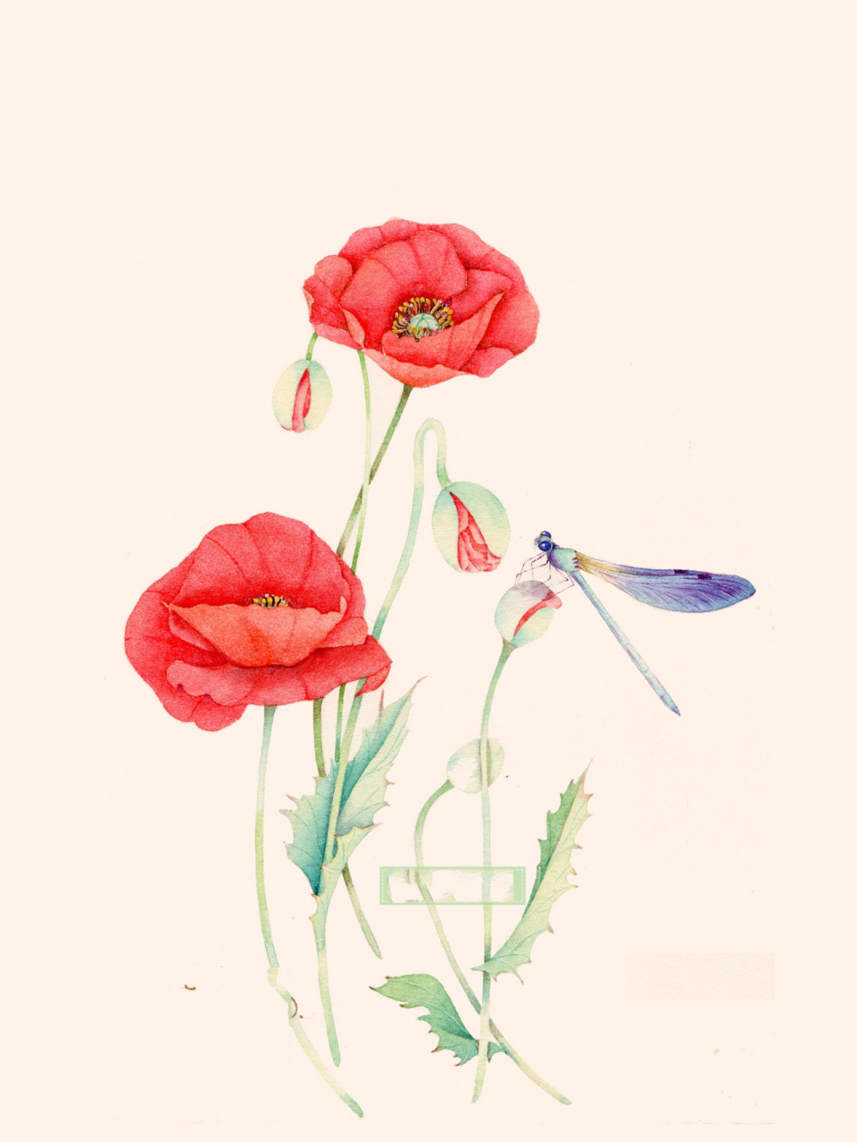 水彩罂粟花(附线稿)