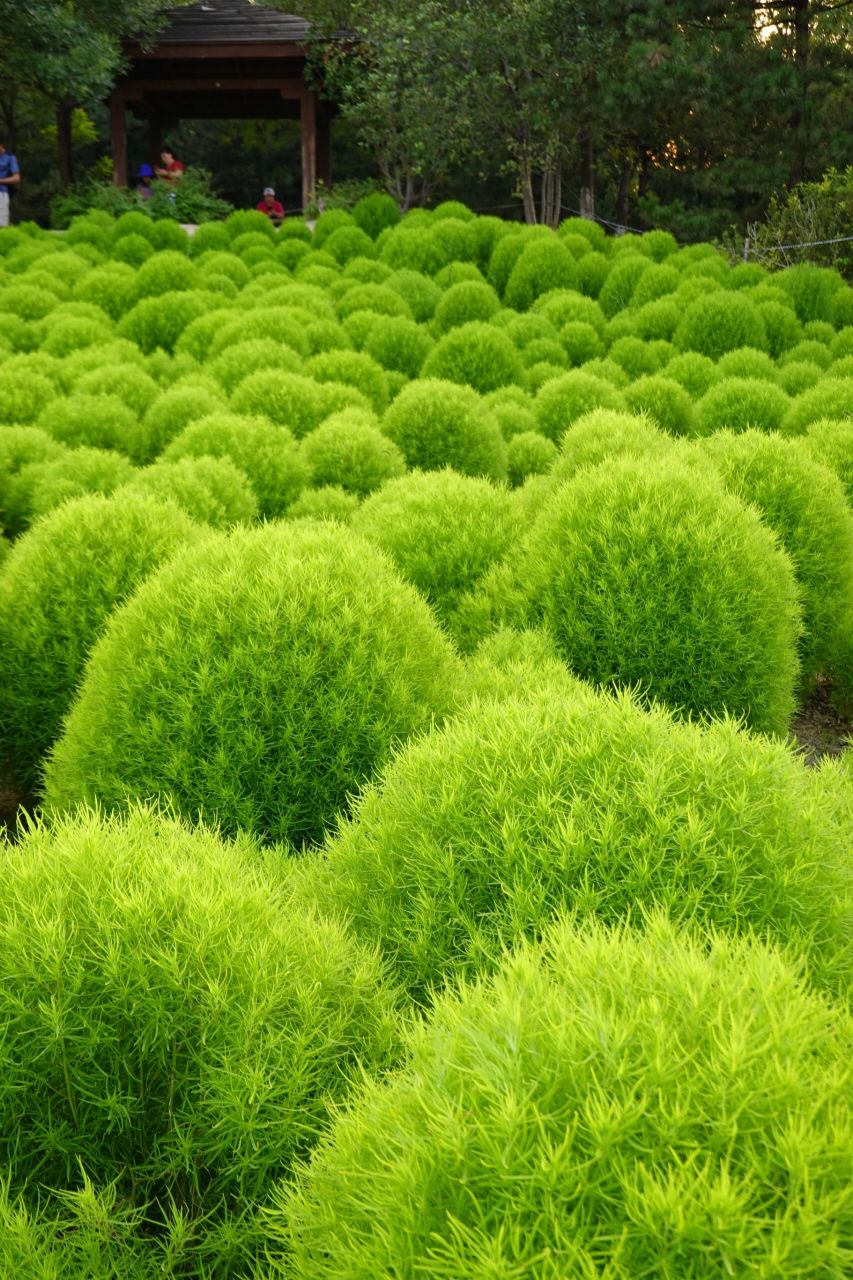 打卡奥森北园地肤草 打卡奥森北园地肤草,阳光下的小草堆更有毛茸茸的
