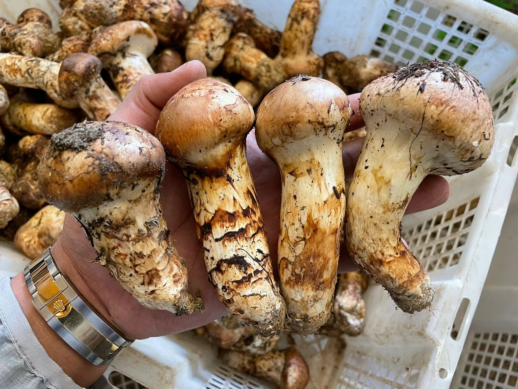 松茸,学名松口蘑,别名松蕈,合菌,台菌,隶属担子菌亚门,口蘑科,是松栎