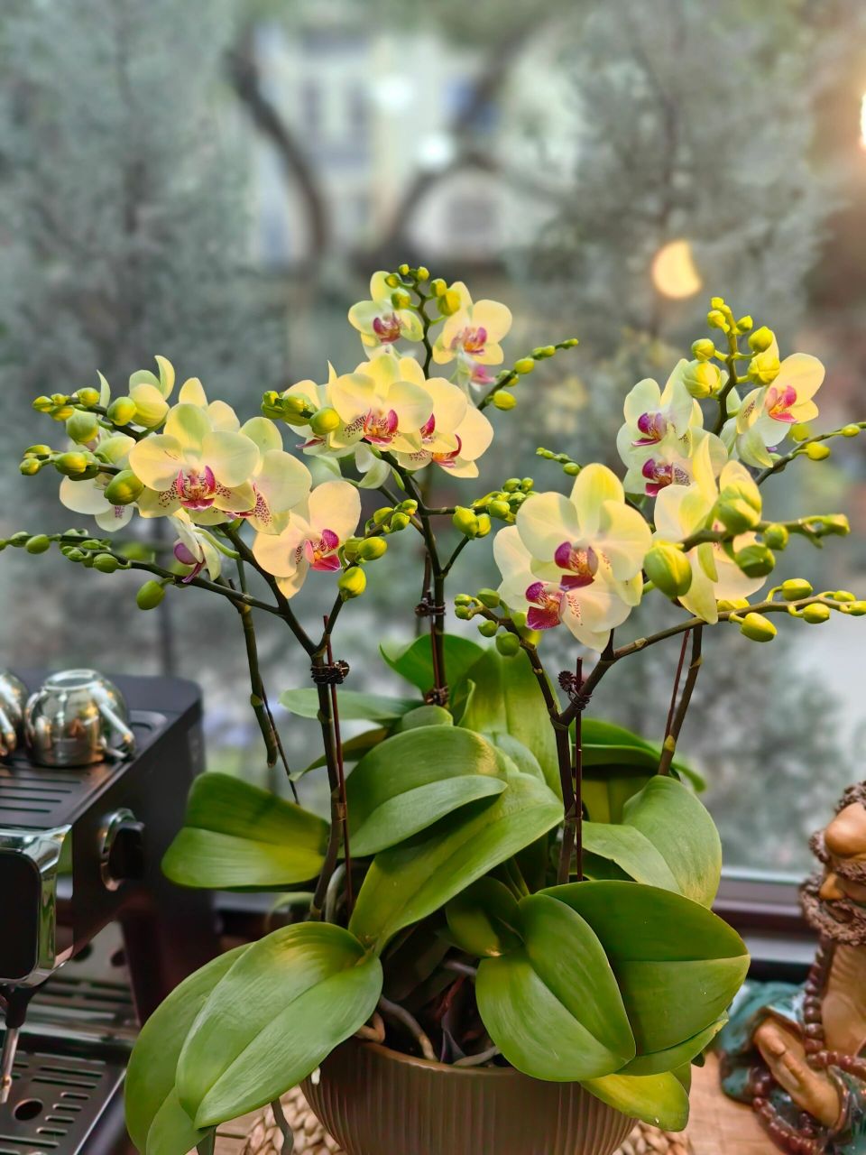 【绿熊】蝴蝶兰新品-无锡花店 【绿熊】新品,6枝花剑蝴蝶兰,花量大