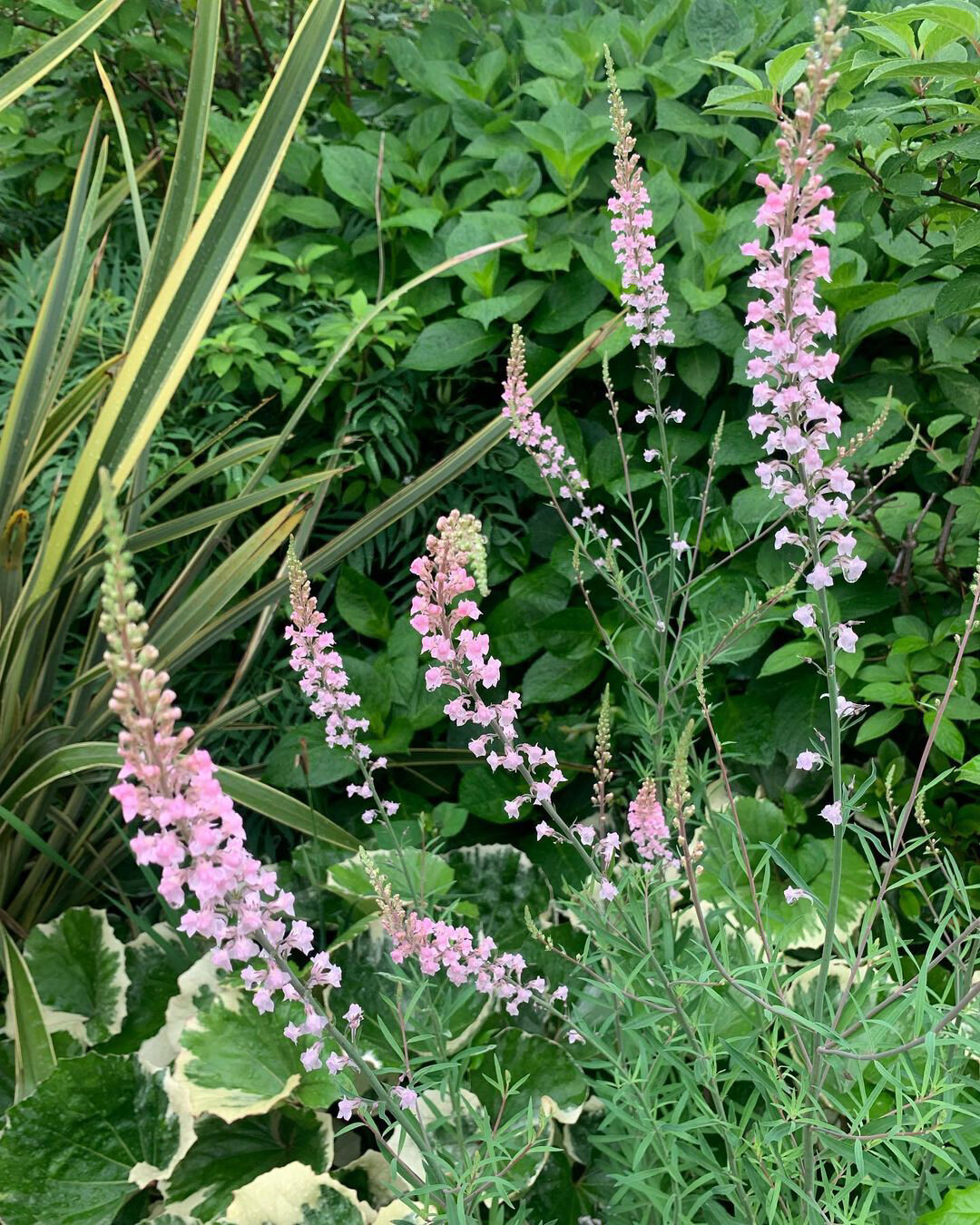 植物大赏|宿根姬金鱼草"粉穗" 宿根姬金鱼草"粉穗"是紫穗柳穿鱼的粉色