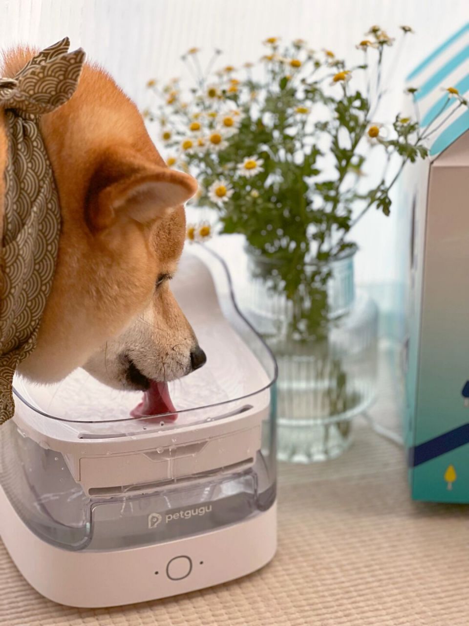 愿意看小狗狗喝水的小舌头!