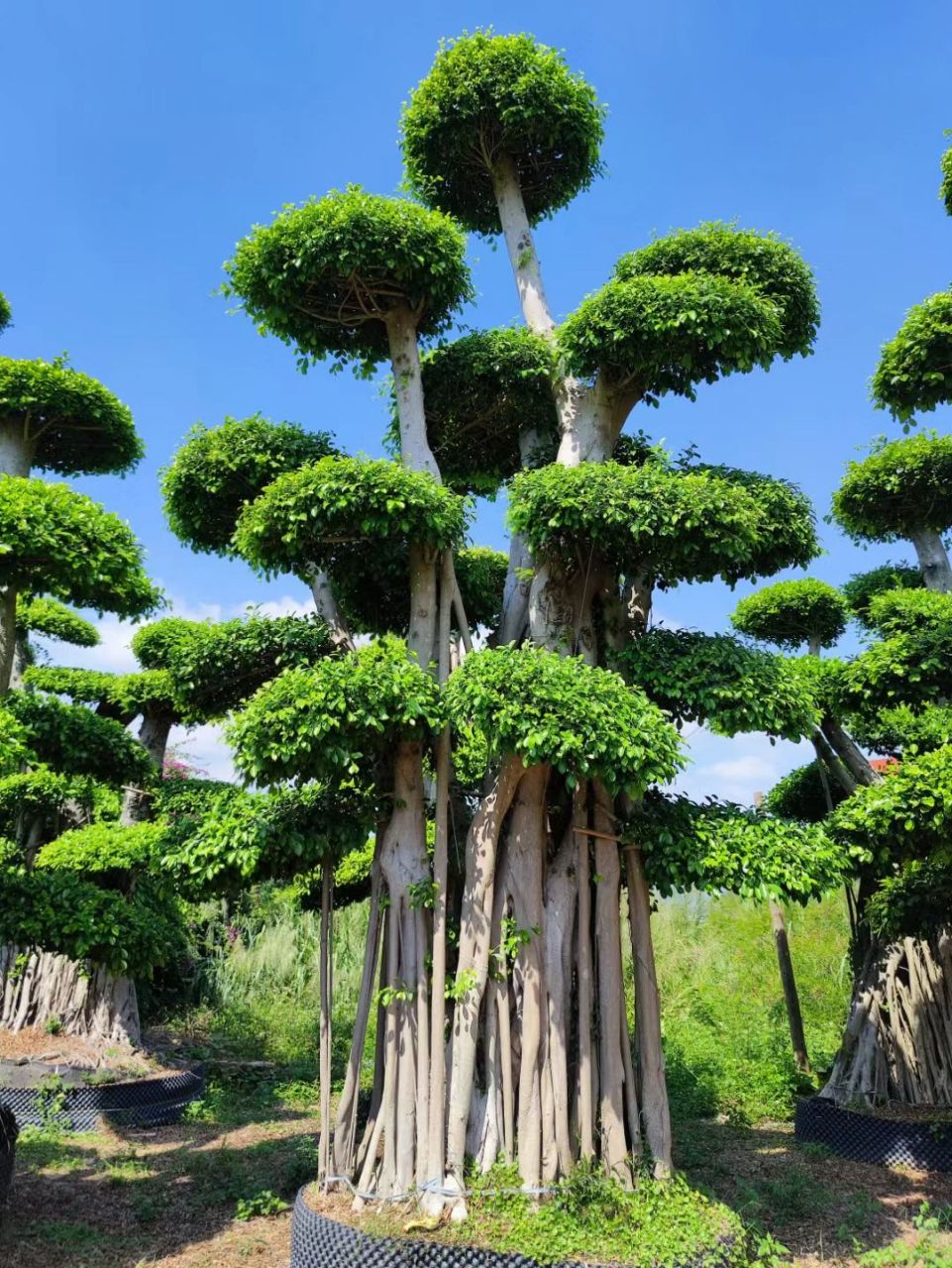 精品榕树造型 小叶榕树是我国南方重要的园林景观植物,因其是常绿树木