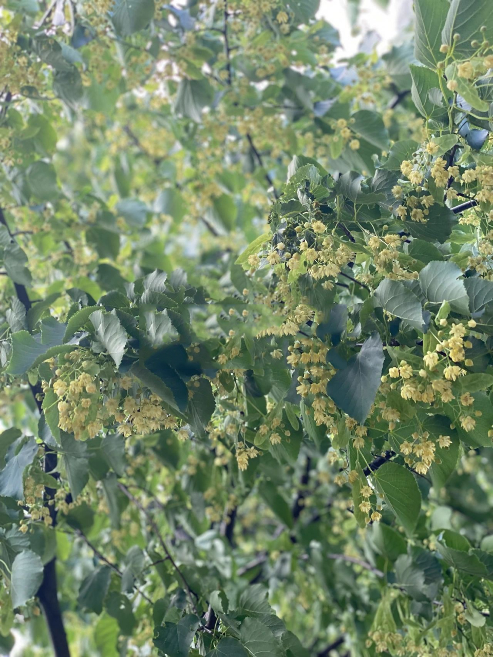来 认识一下椴树花吧 其实盼望椴树开花的这几天已经很久很久 终于